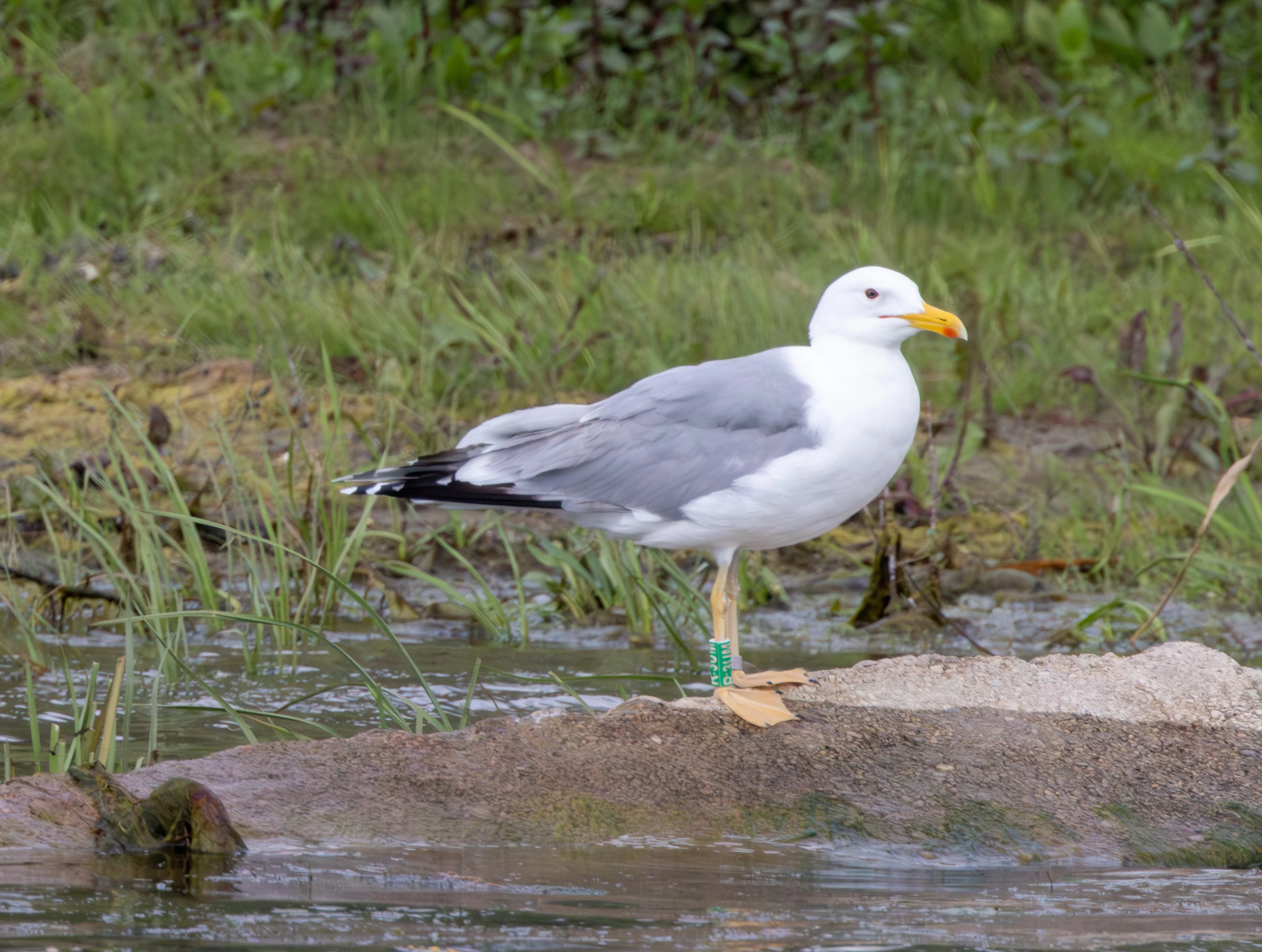 European Herring Gull, Danube Delta, Romania — photo by Adam Prugel-Bennett