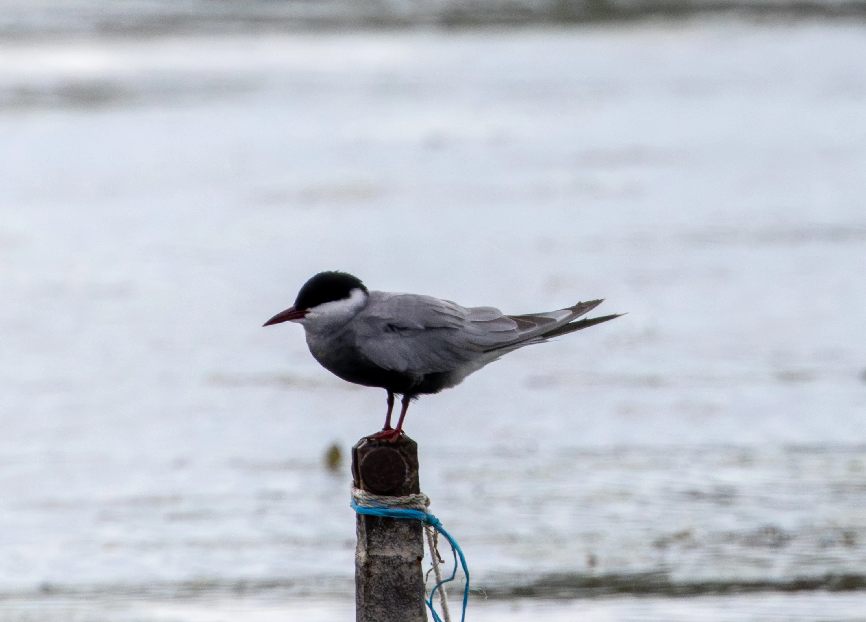 Whiskered Tern, Danube Delta, Romania — photo by Adam Prugel-Bennett