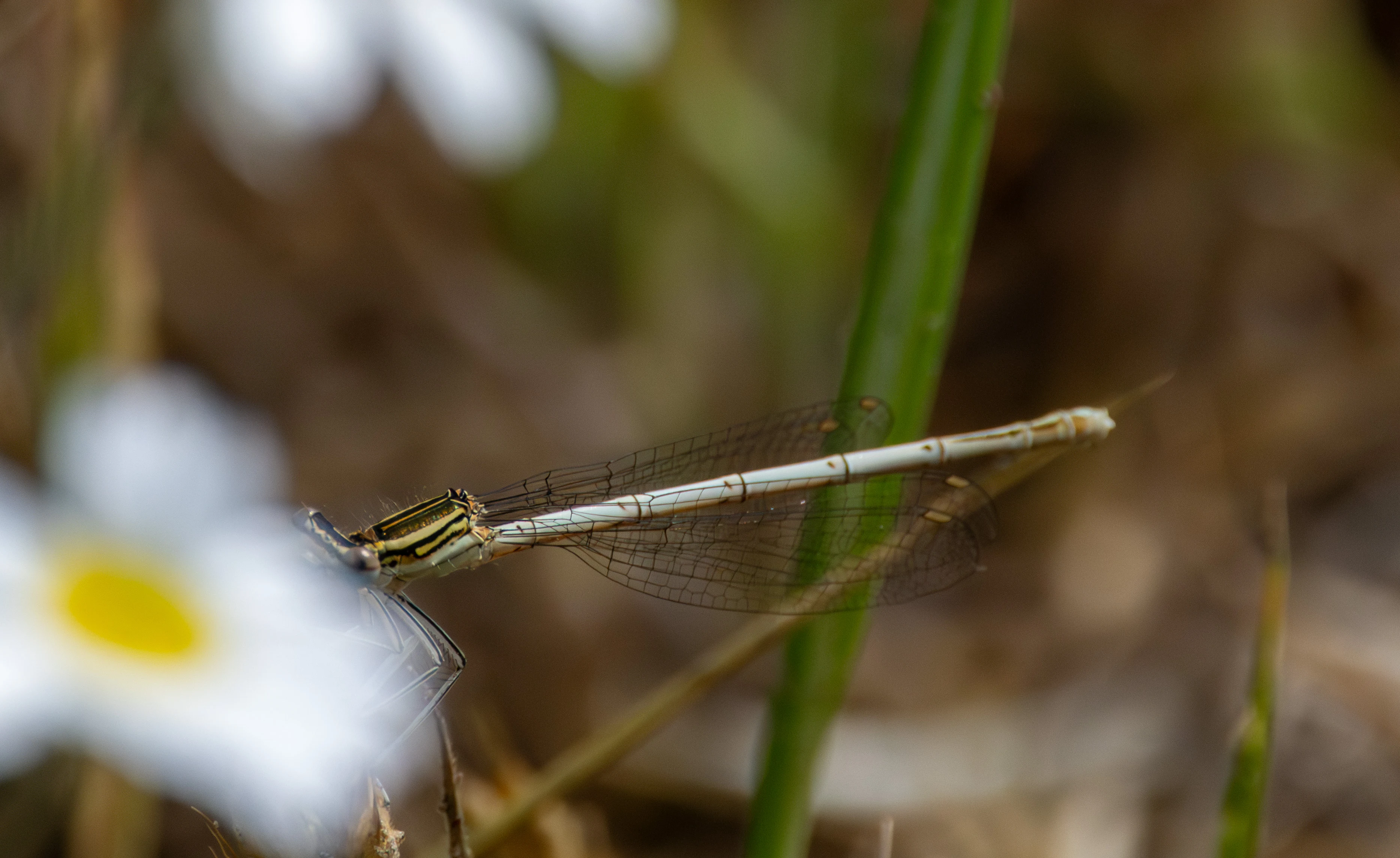 Damselfly, Danube Delta, Romania — photo by Adam Prugel-Bennett