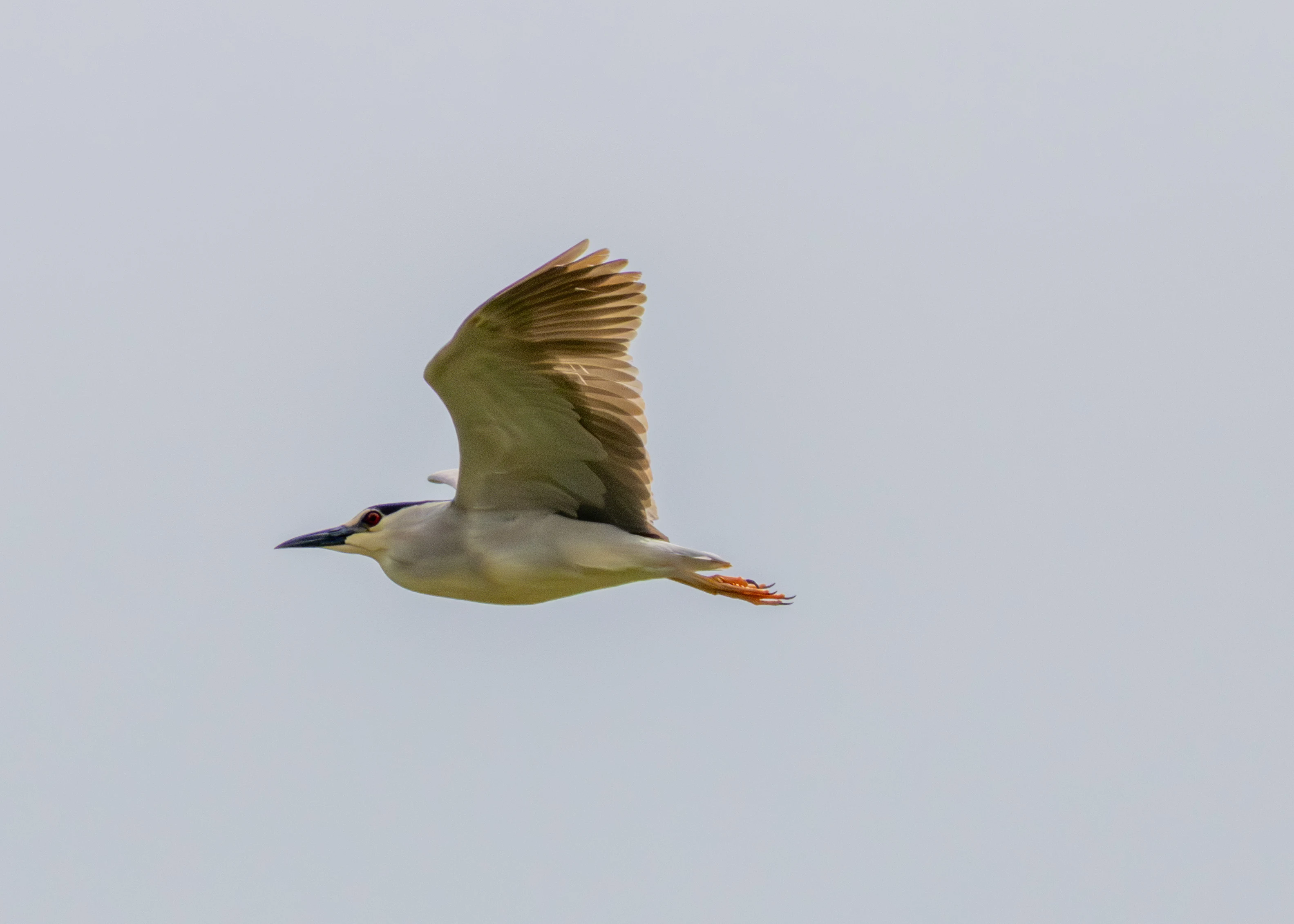 Black-crowned Night Heron in flight, Danube Delta, Romania — photo by Adam Prugel-Bennett