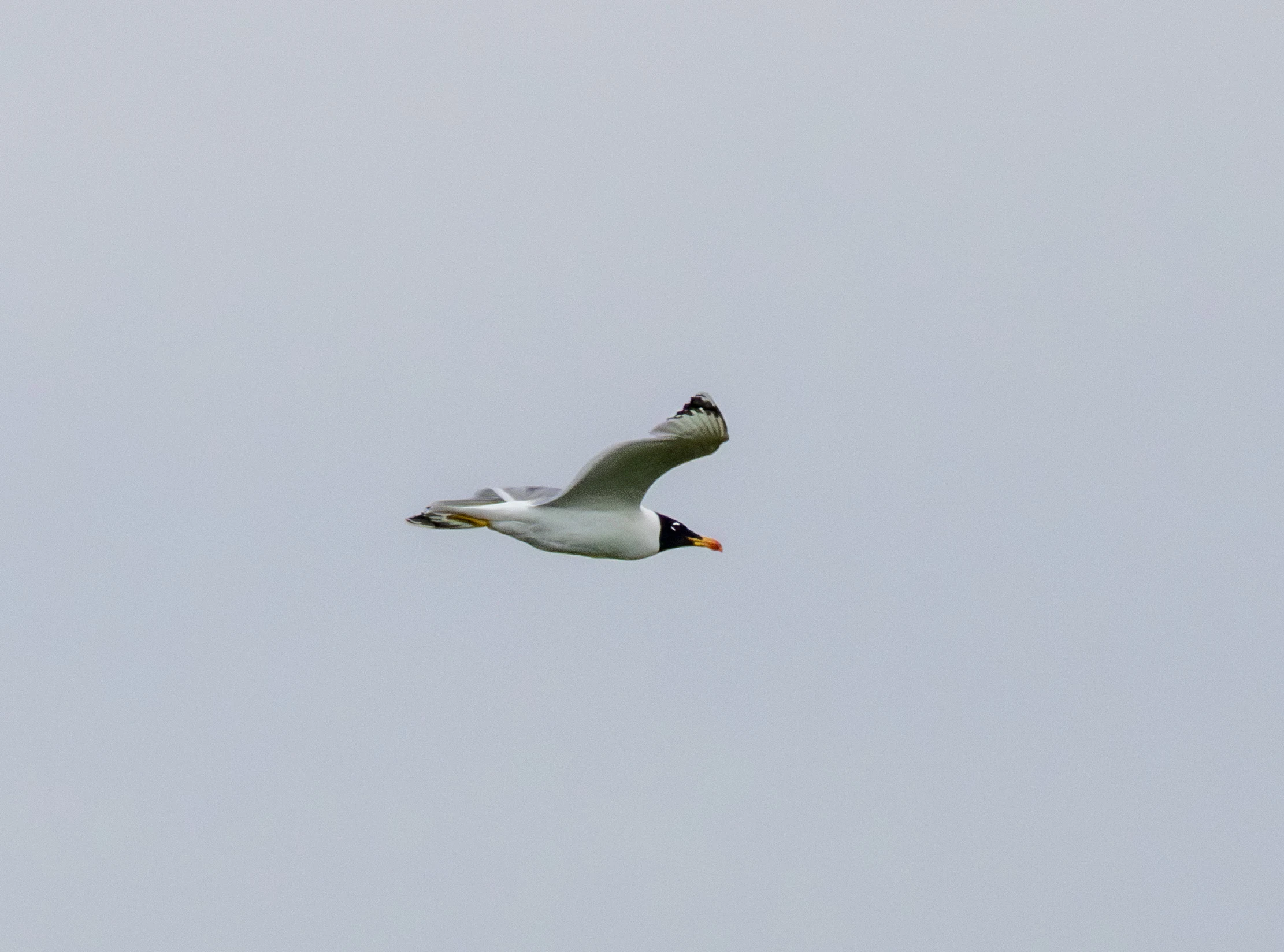 Caspian Tern in flight, Danube Delta, Romania — photo by Adam Prugel-Bennett