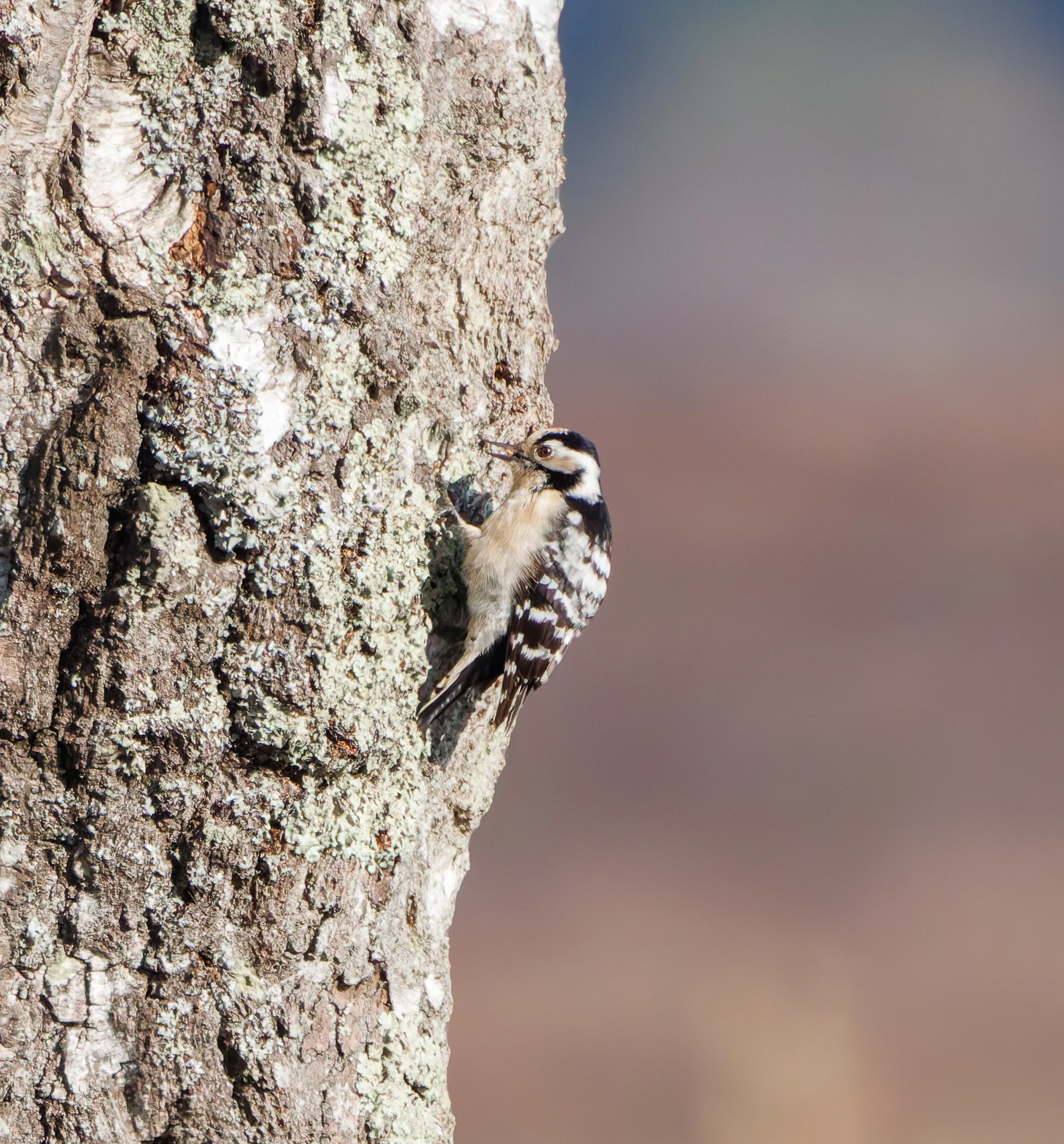 Lesser-Spotted Woodpecker, Pig Bush, Hampshire, UK — photo by Adam Prugel-Bennett