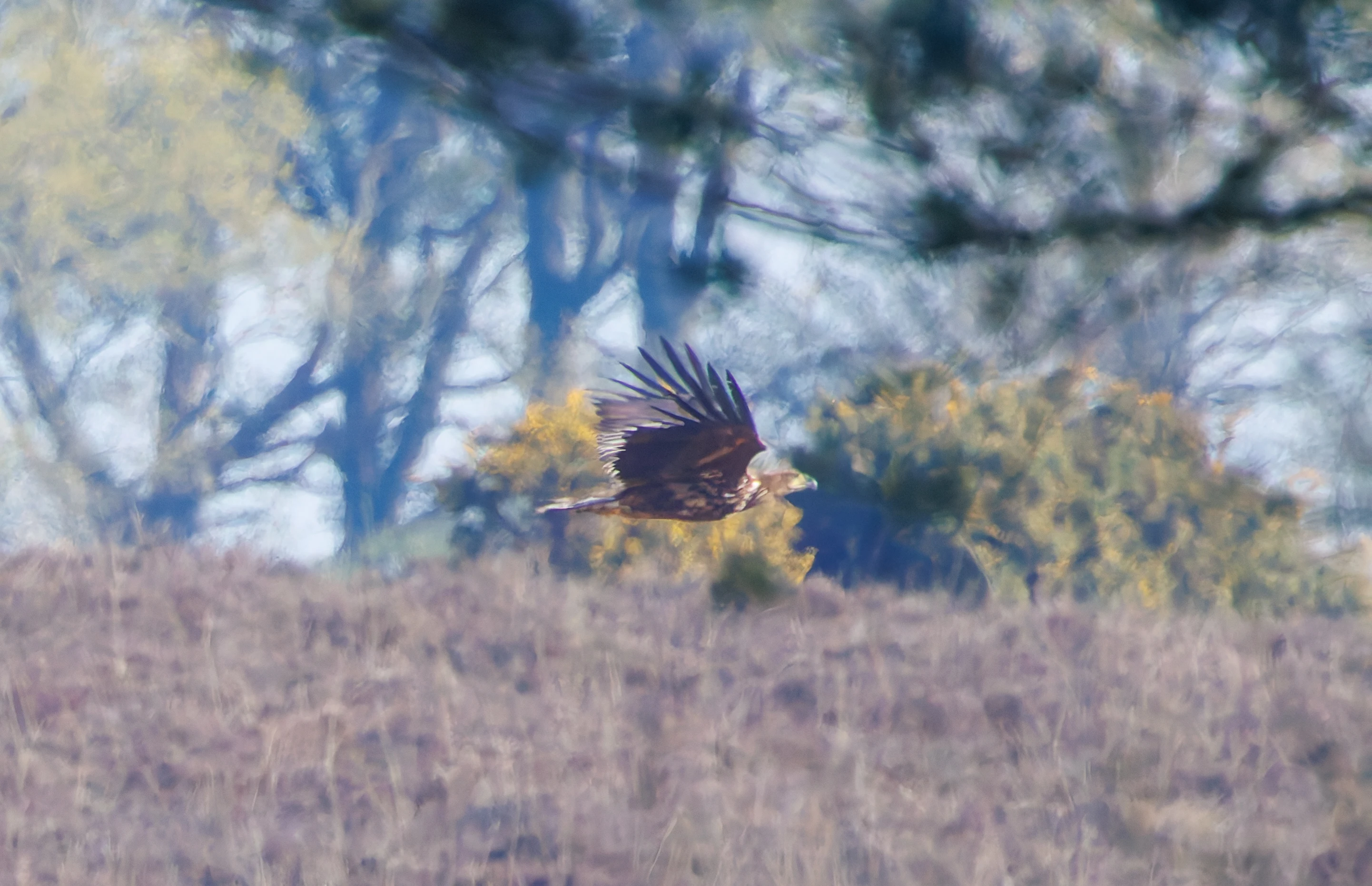 White-Tailed Eagle, Pig Bush, Hampshire, UK — photo by Adam Prugel-Bennett