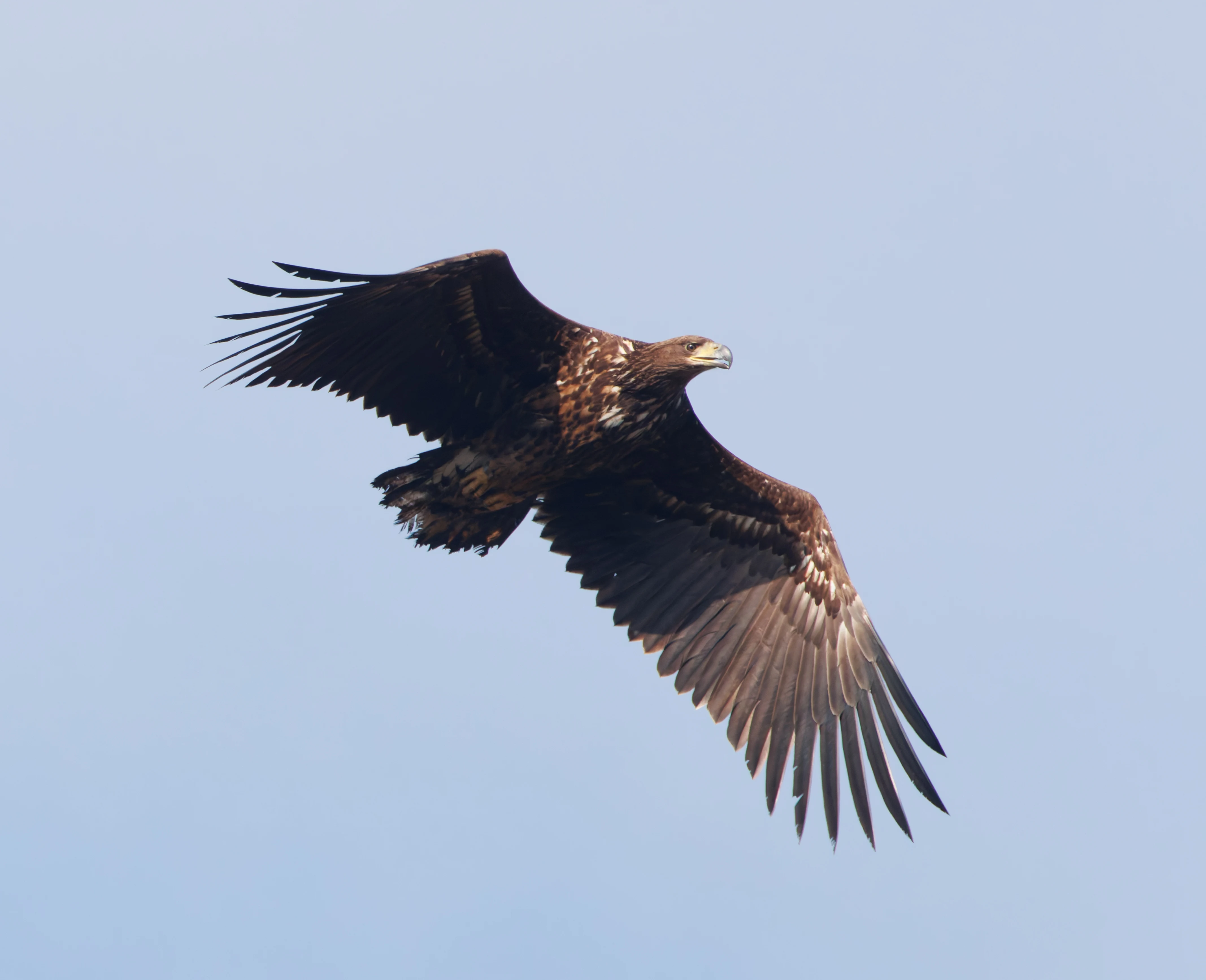 White-Tailed Eagle, Pig Bush, Hampshire, UK — photo by Adam Prugel-Bennett