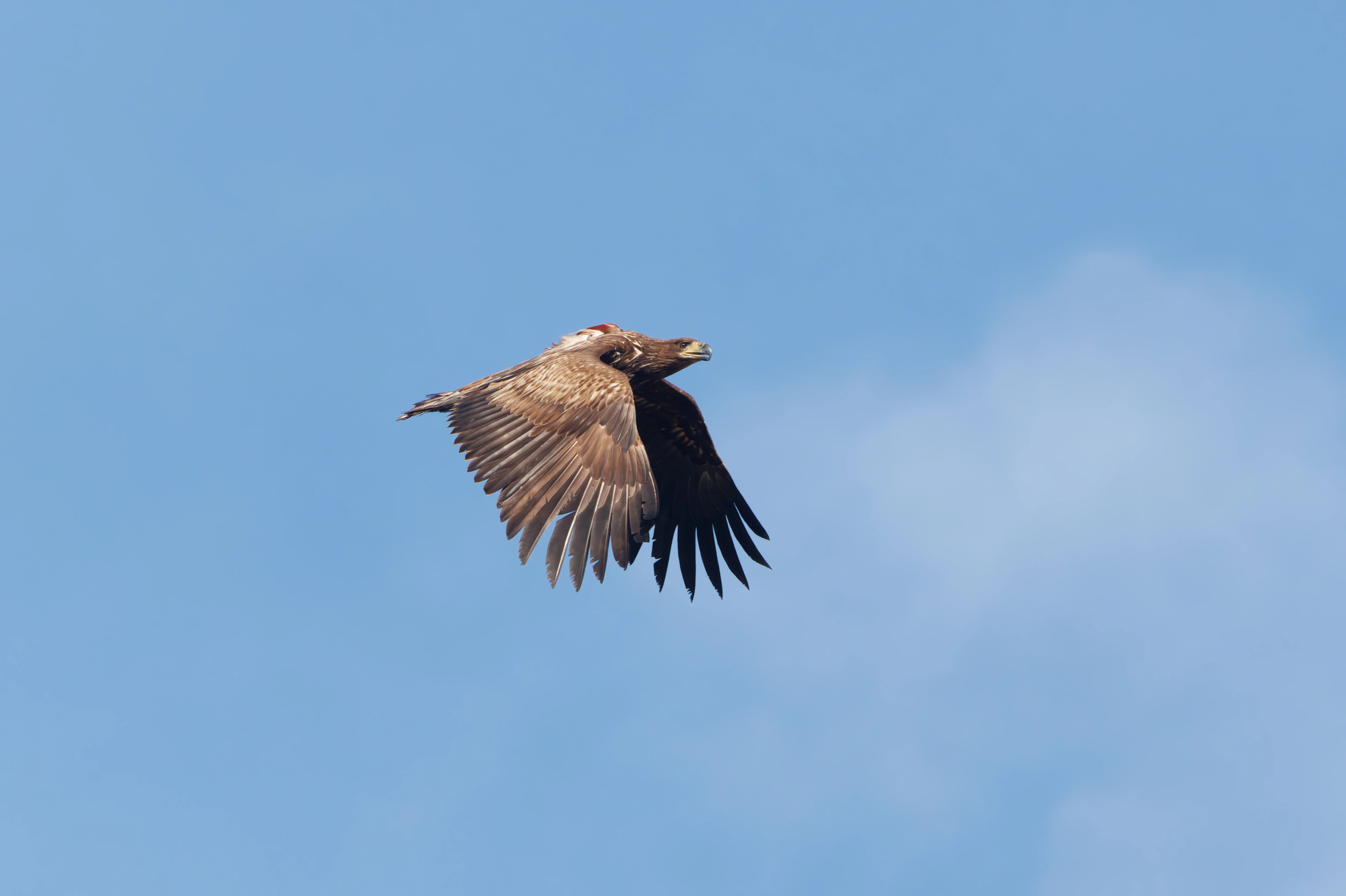 White-Tailed Eagle, Pig Bush, Hampshire, UK — photo by Adam Prugel-Bennett