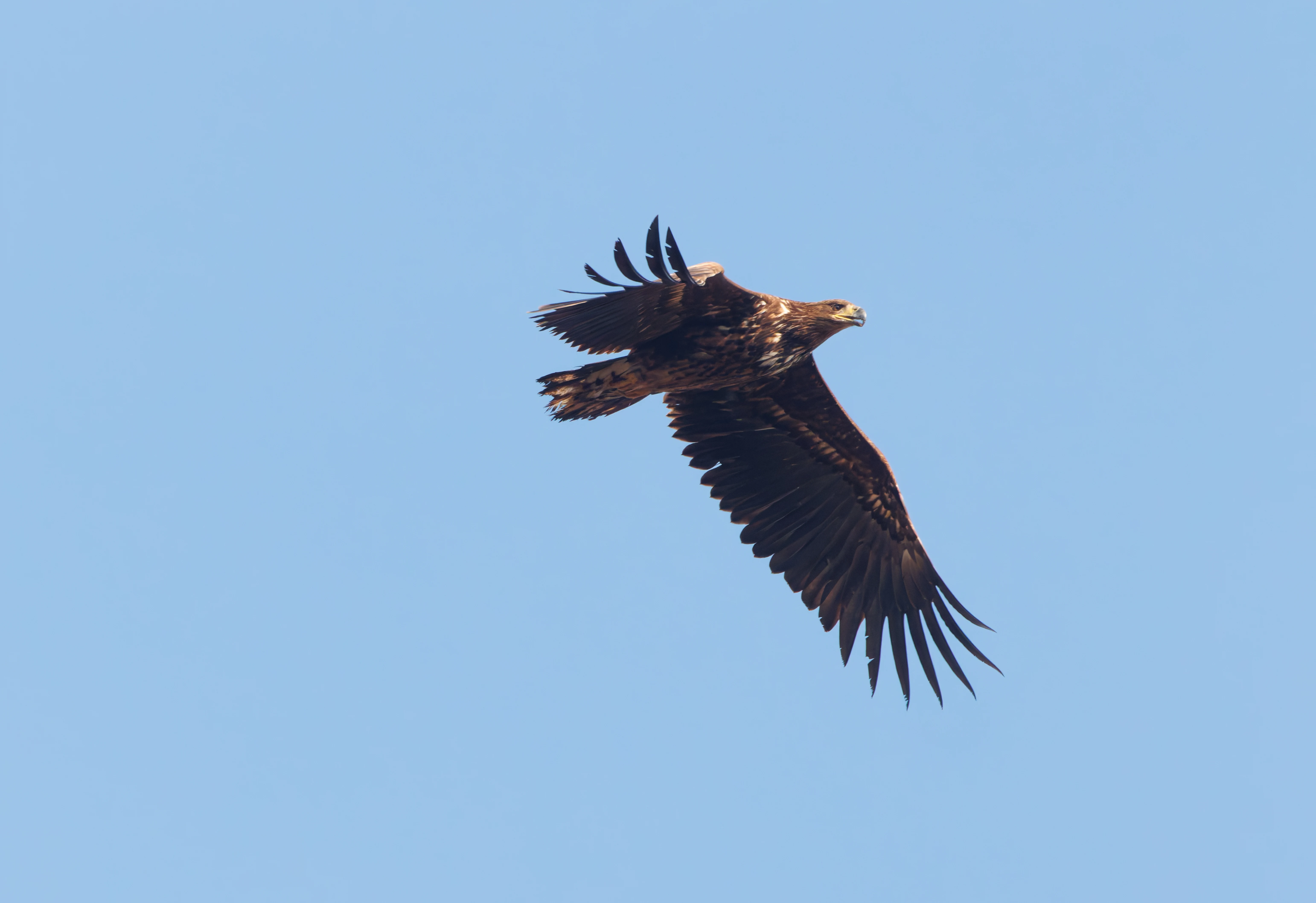 White-Tailed Eagle, Pig Bush, Hampshire, UK — photo by Adam Prugel-Bennett