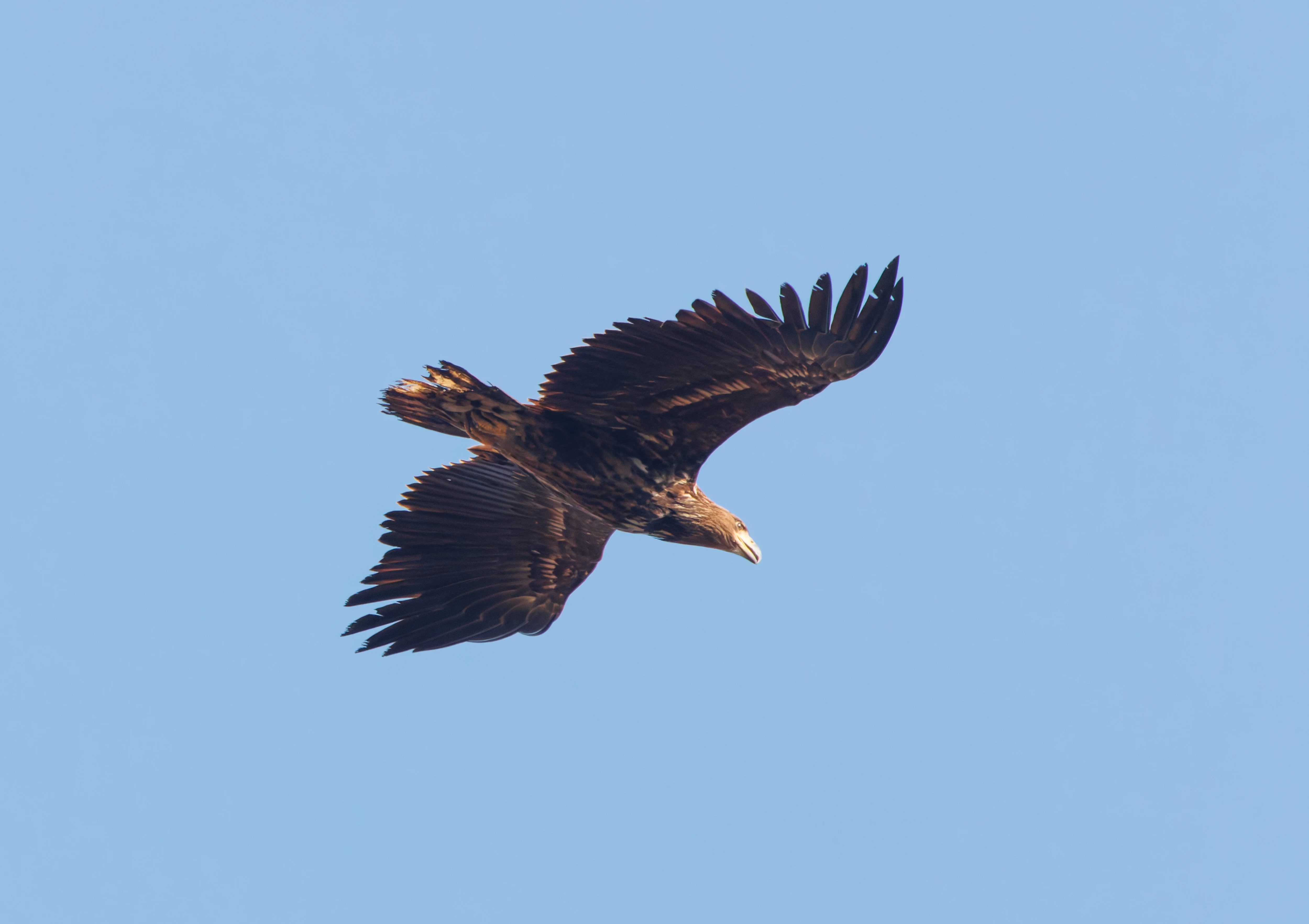 White-Tailed Eagle, Pig Bush, Hampshire, UK — photo by Adam Prugel-Bennett