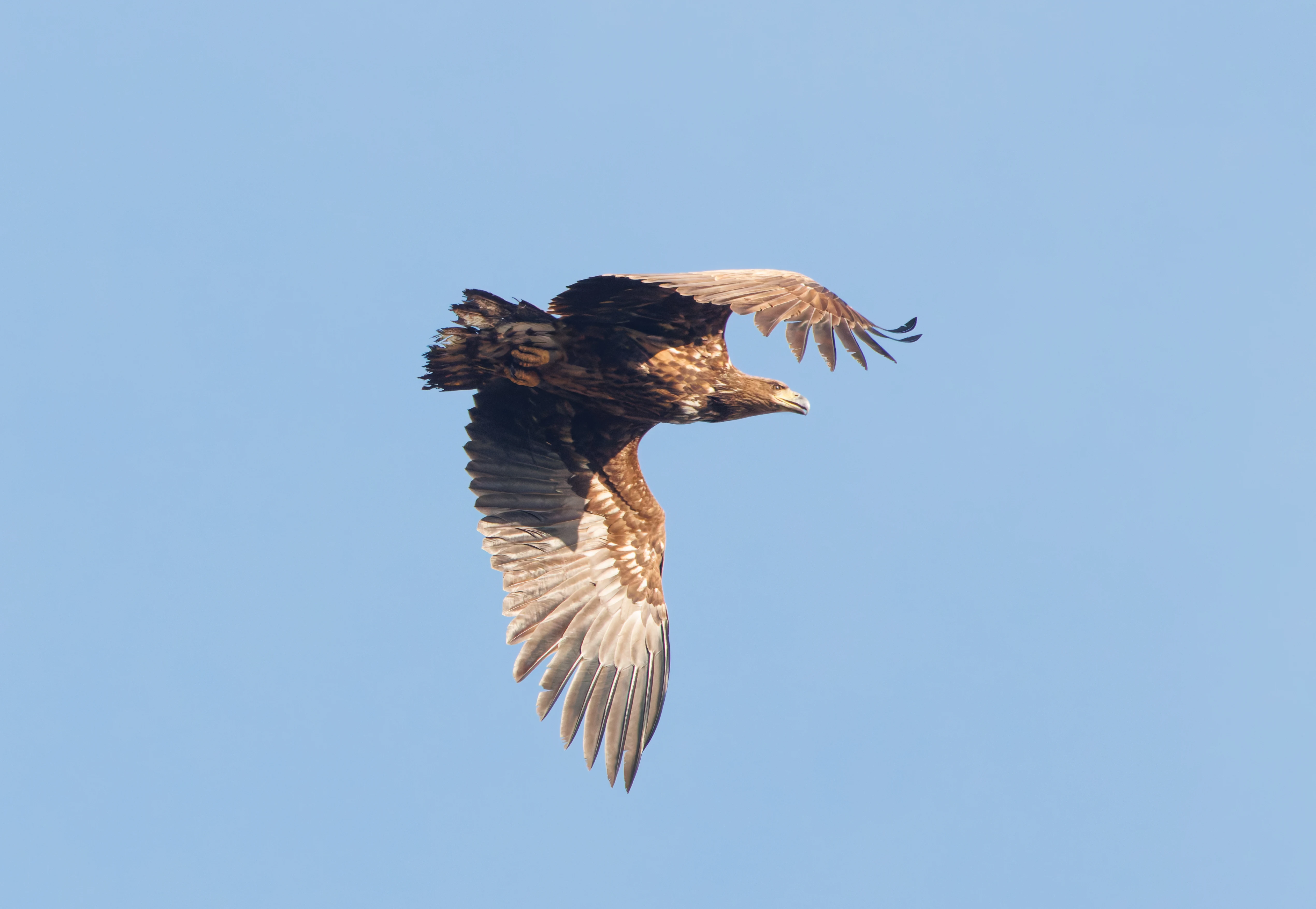 White-Tailed Eagle, Pig Bush, Hampshire, UK — photo by Adam Prugel-Bennett