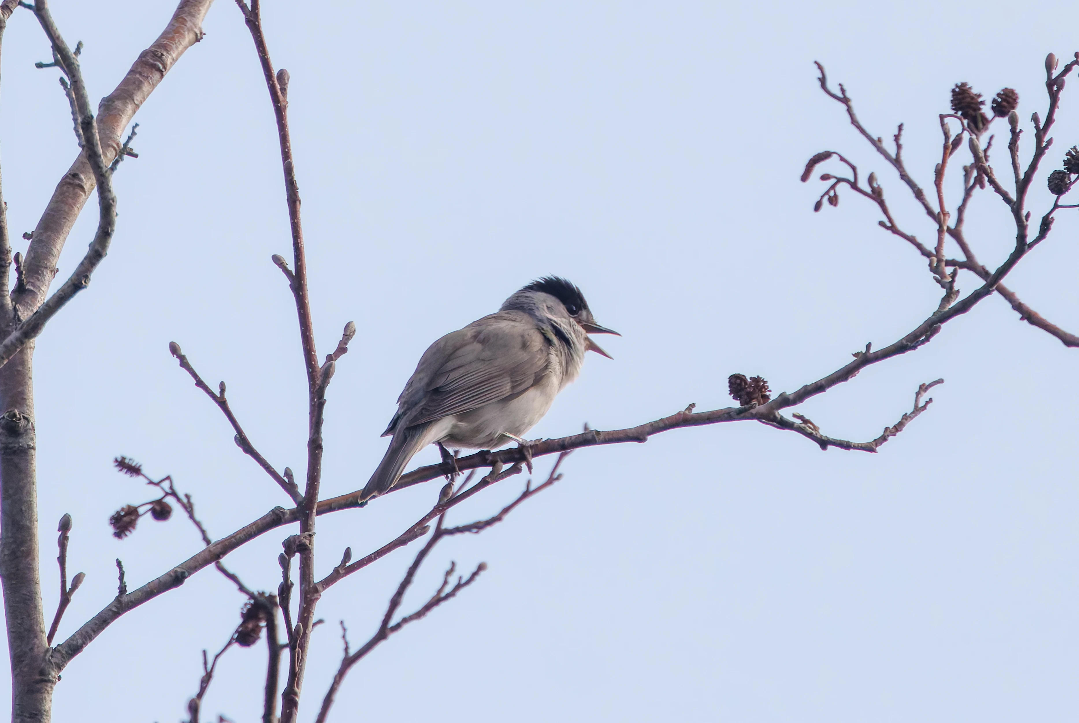 Blackcap, Pig Bush, Hampshire, UK — photo by Adam Prugel-Bennett
