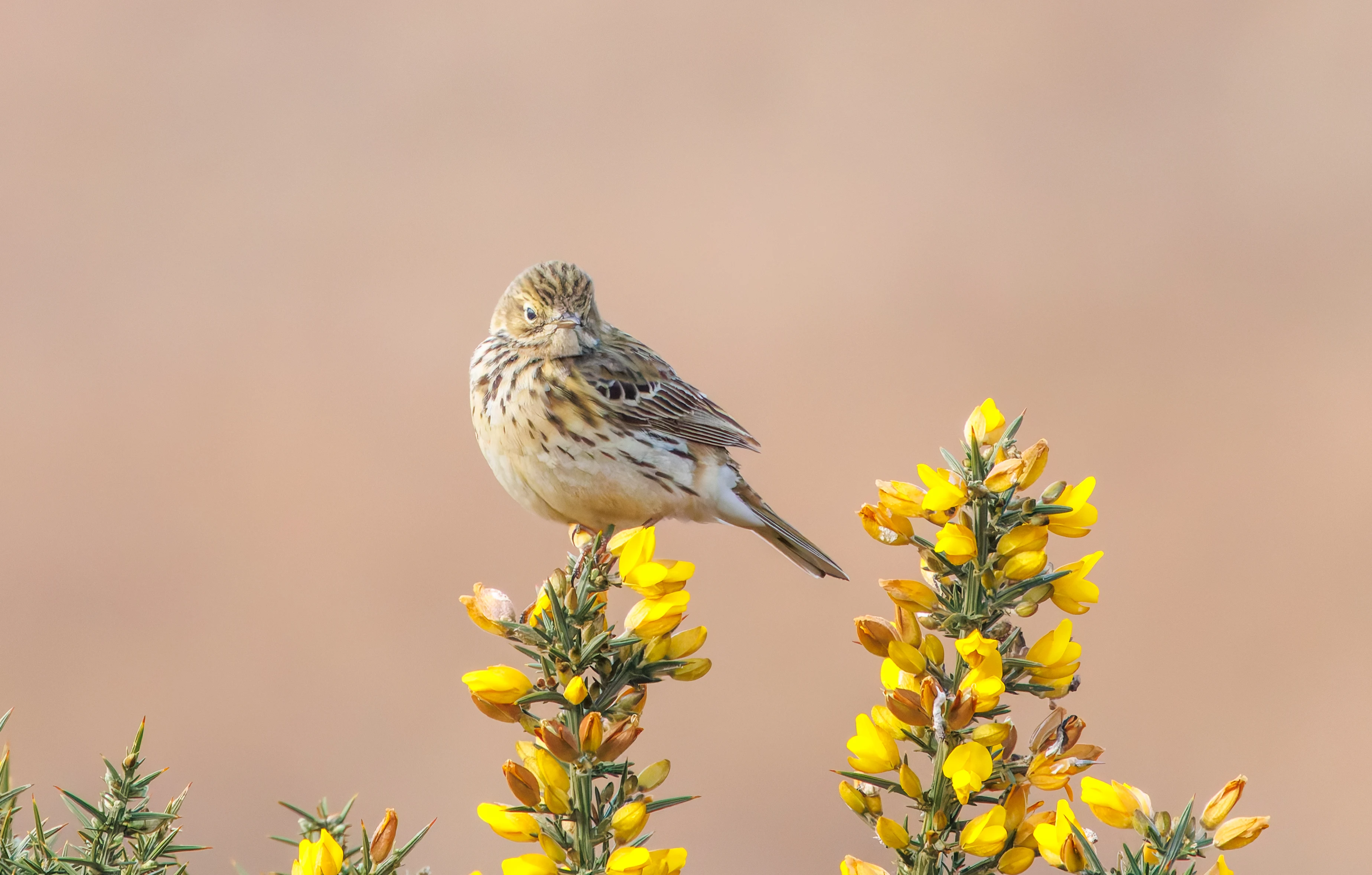 Meadow Pipit, Pig Bush, Hampshire, UK — photo by Adam Prugel-Bennett