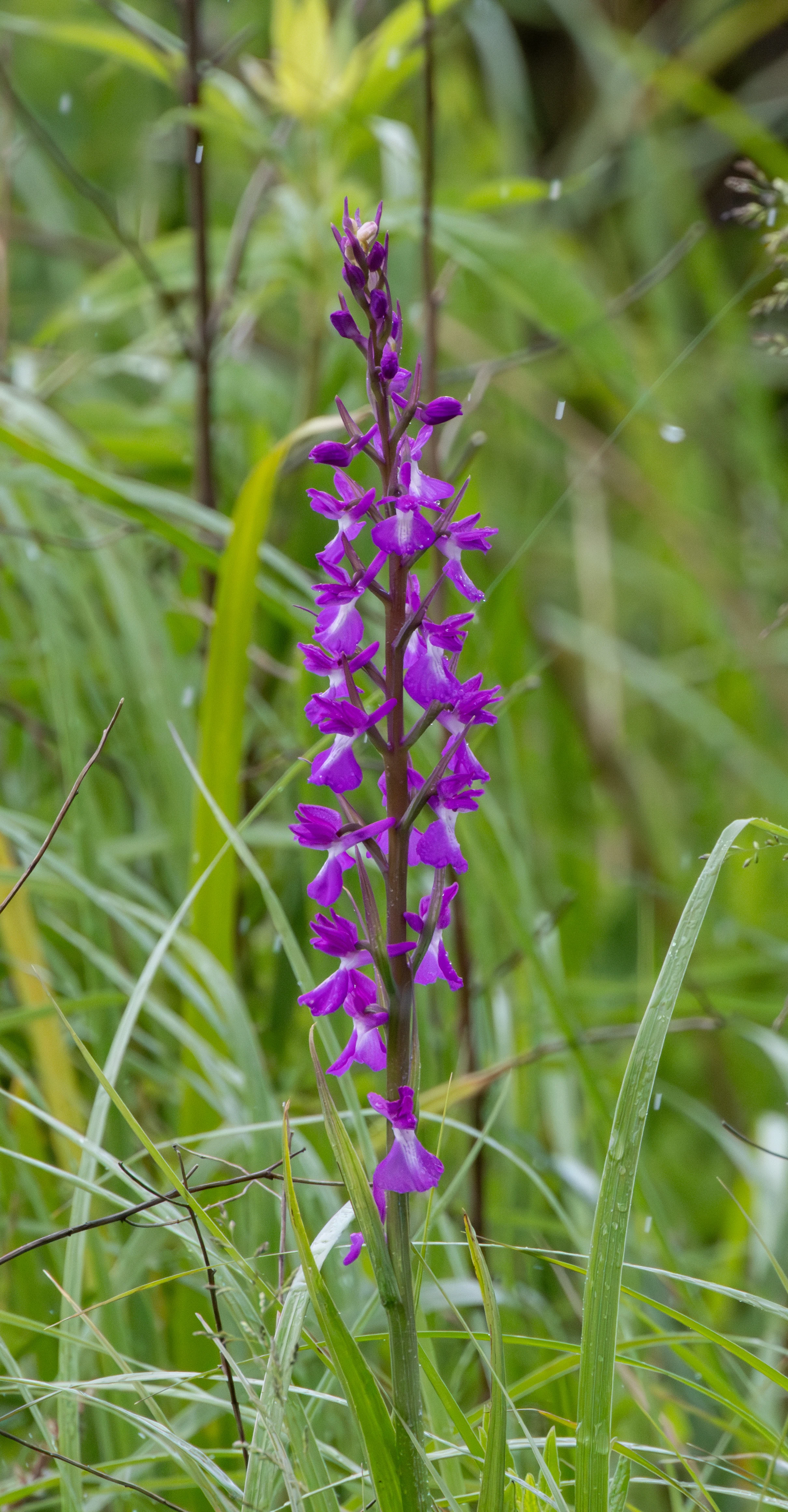 Early Marsh Orchid, Danube Delta, Romania — photo by Adam Prugel-Bennett