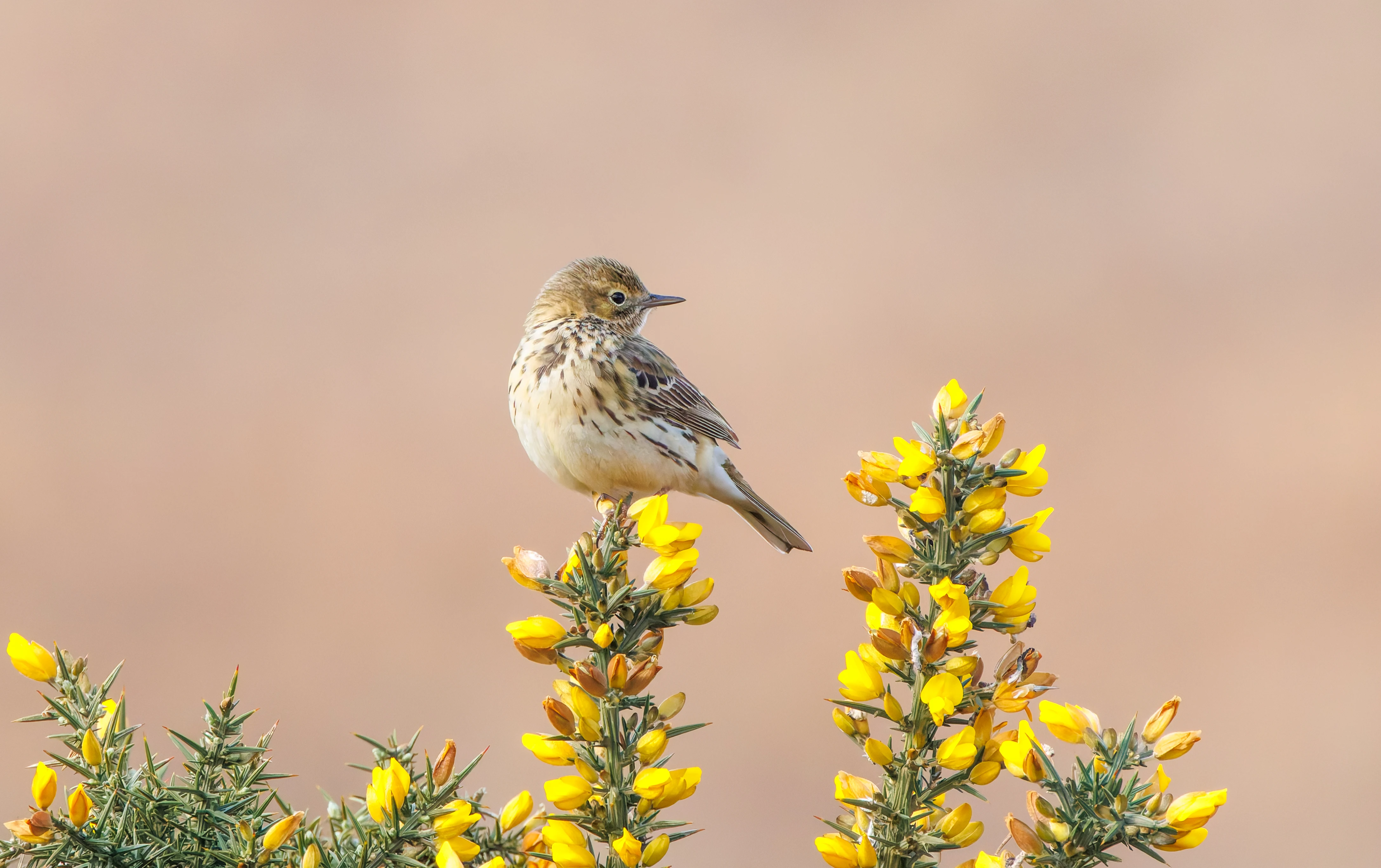 Meadow Pipit, Pig Bush, Hampshire, UK — photo by Adam Prugel-Bennett