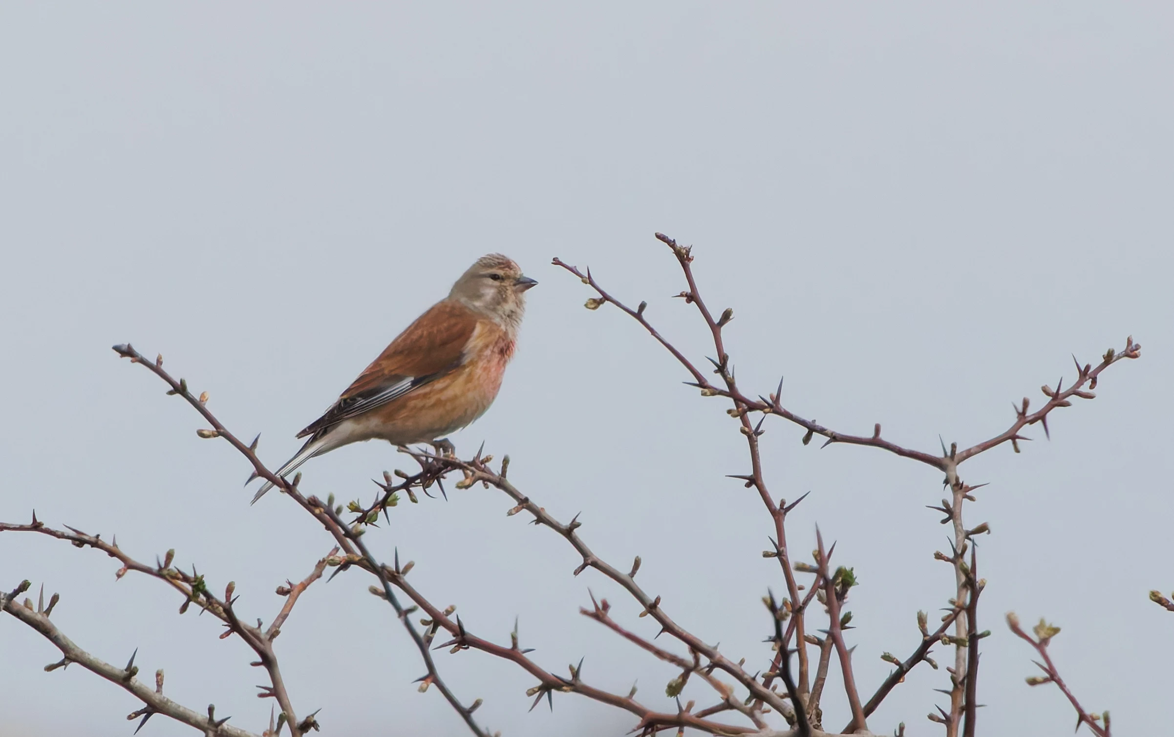 Linnet, Pig Bush, Hampshire, UK — photo by Adam Prugel-Bennett