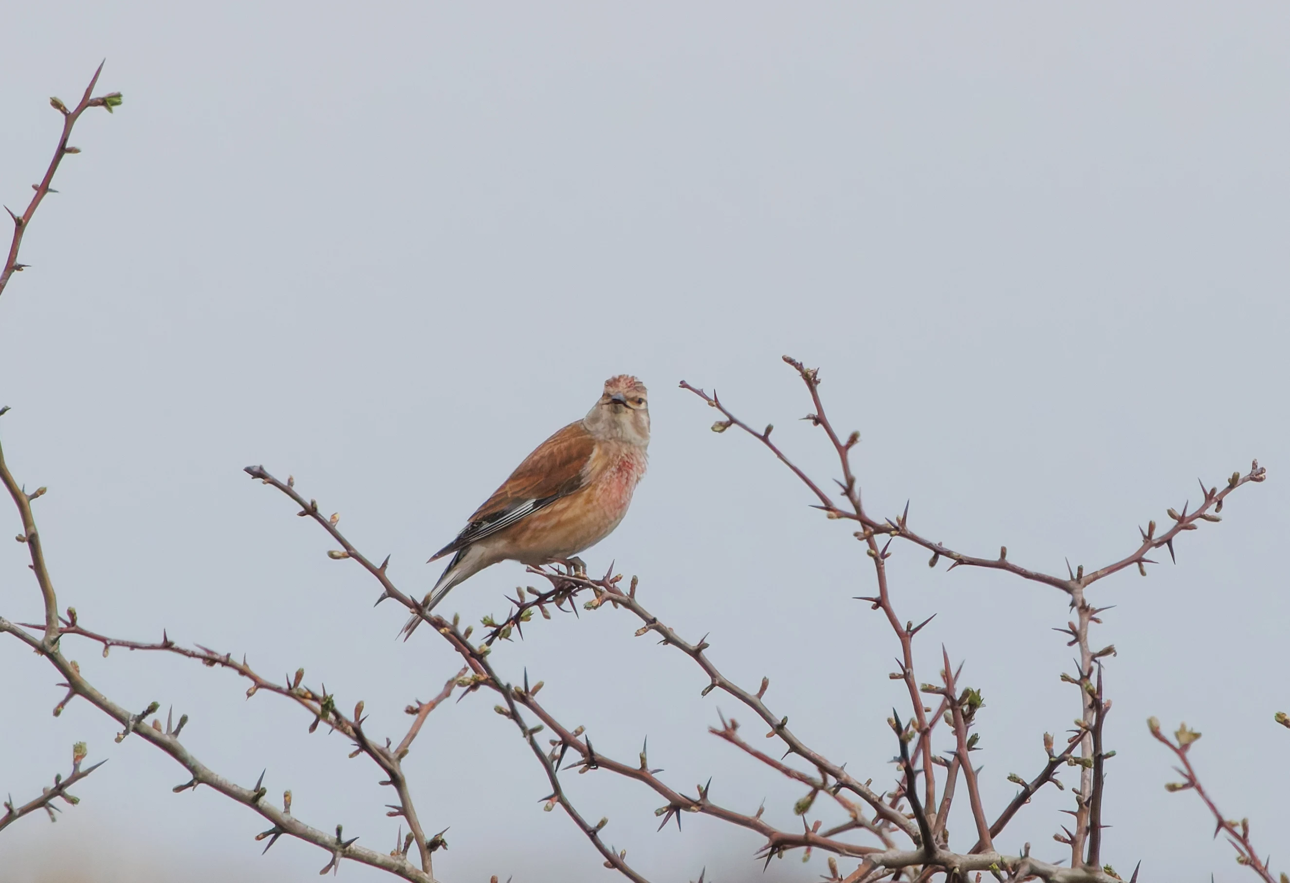 Linnet, Pig Bush, Hampshire, UK — photo by Adam Prugel-Bennett