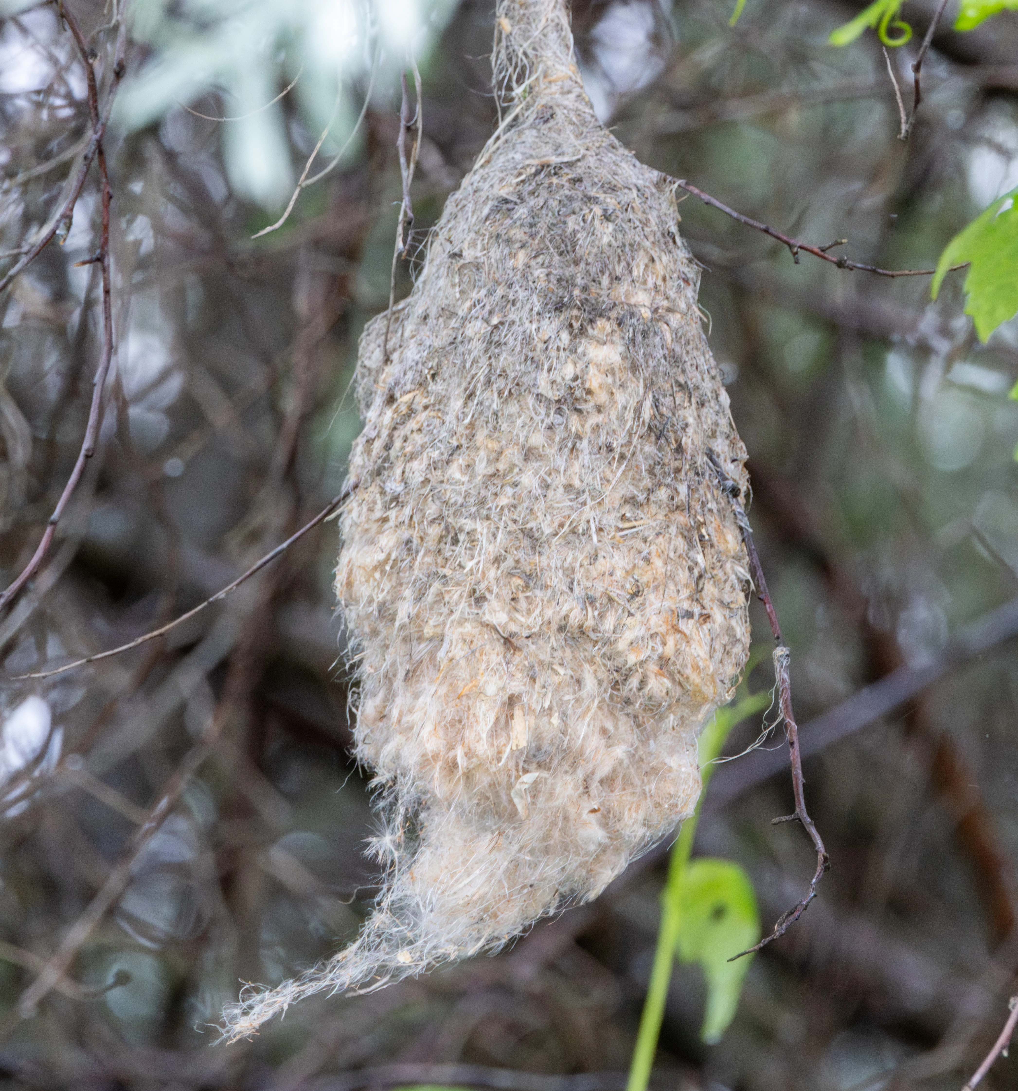 Penduline Tit nest, Danube Delta, Romania — photo by Adam Prugel-Bennett