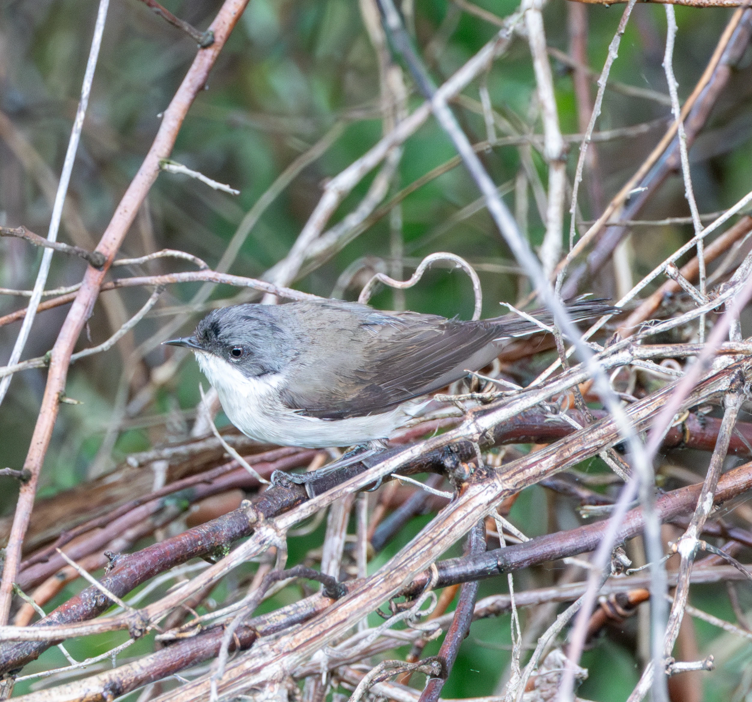 Lesser Whitethroat, Danube Delta, Romania — photo by Adam Prugel-Bennett