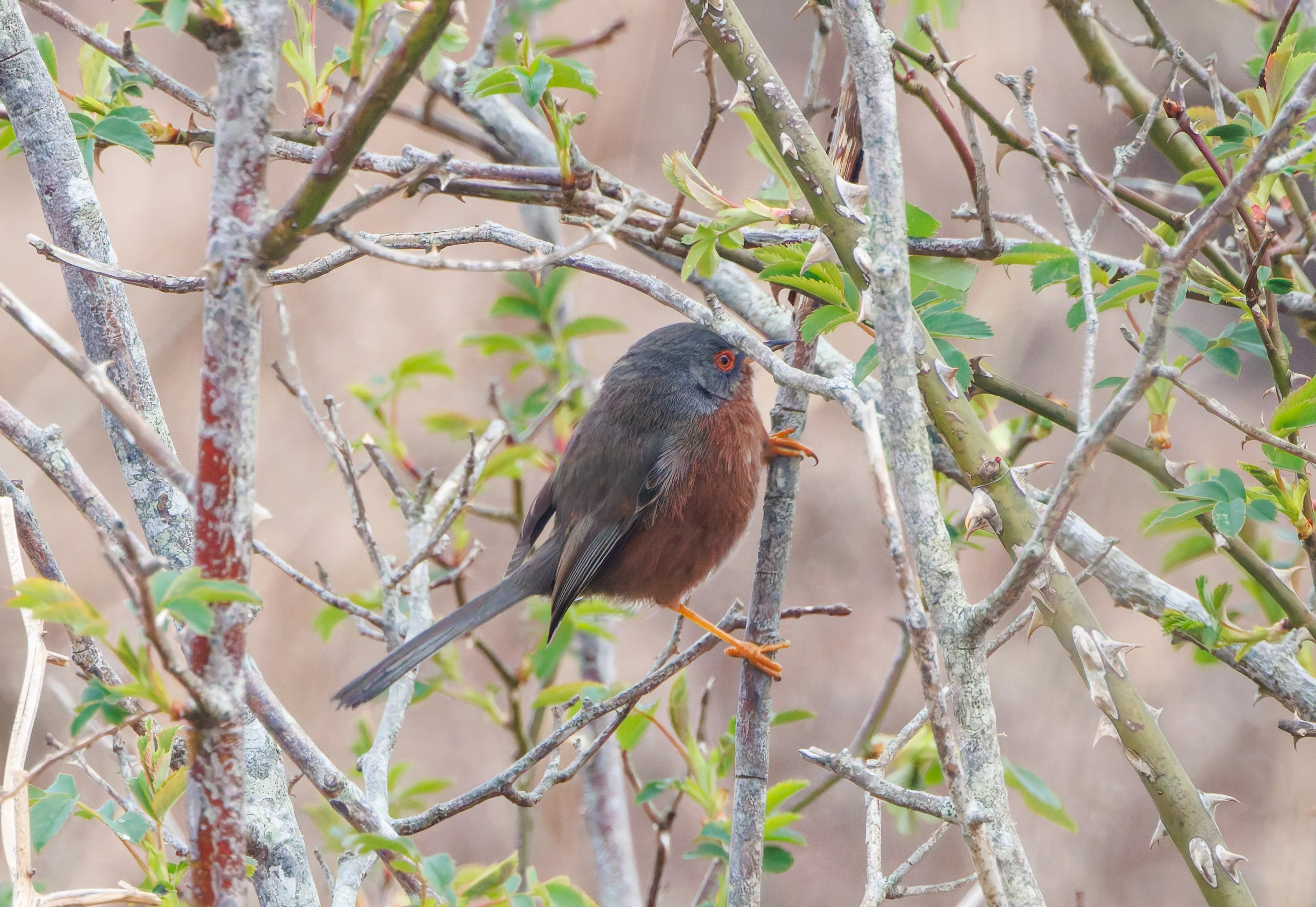 Dartford Warbler, Pig Bush, Hampshire, UK — photo by Adam Prugel-Bennett