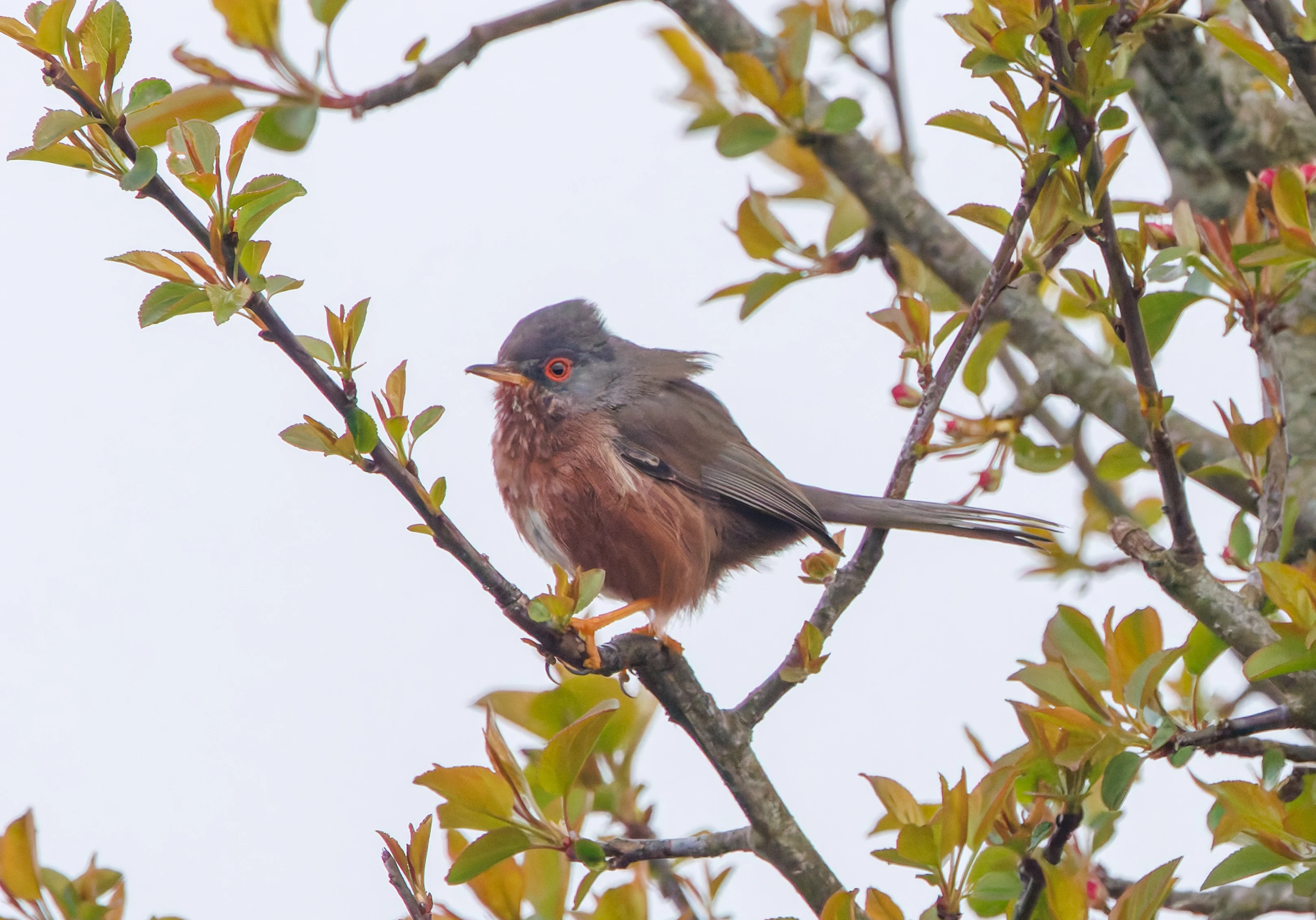 Dartford Warbler, Pig Bush, Hampshire, UK — photo by Adam Prugel-Bennett