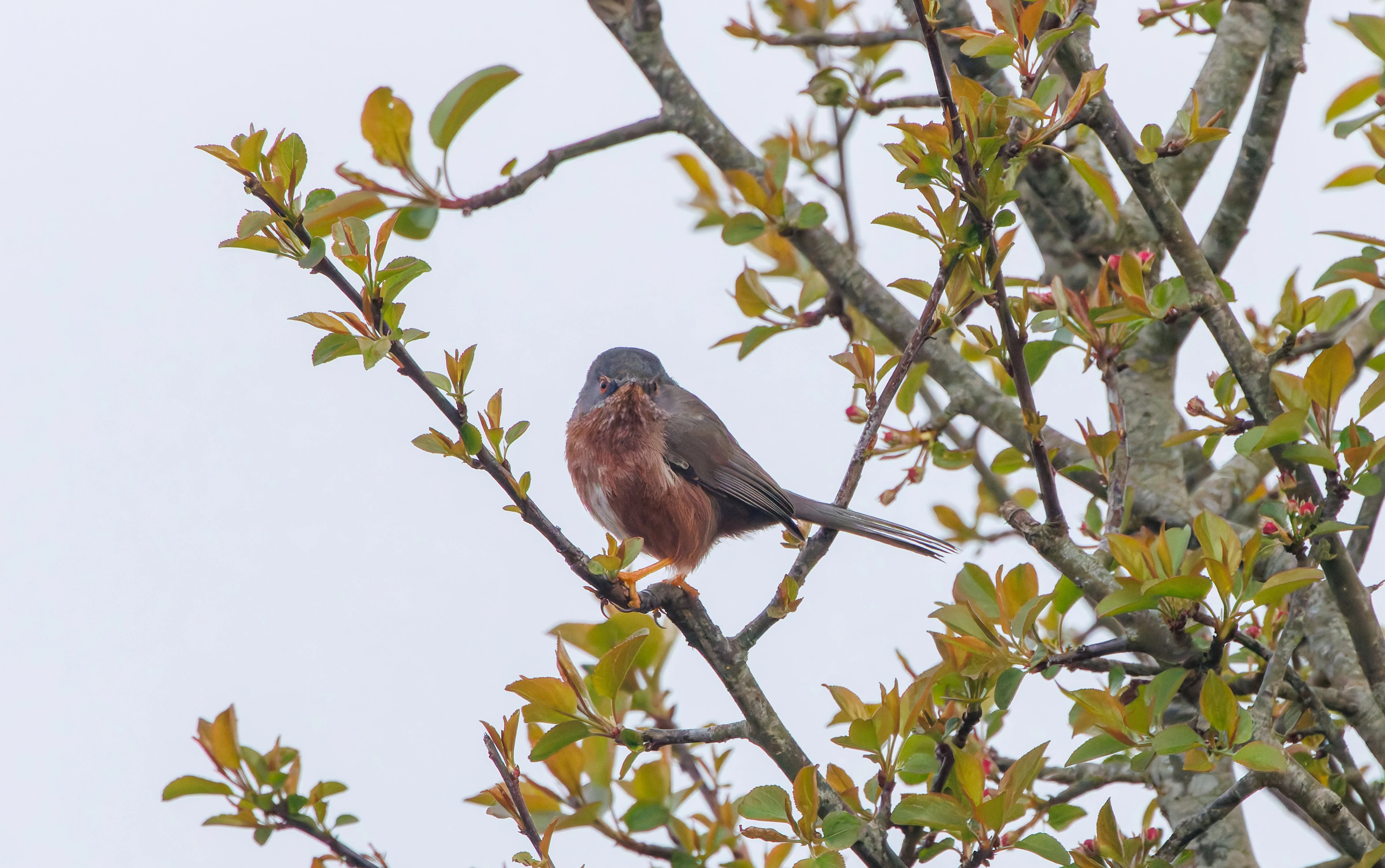 Dartford Warbler, Pig Bush, Hampshire, UK — photo by Adam Prugel-Bennett