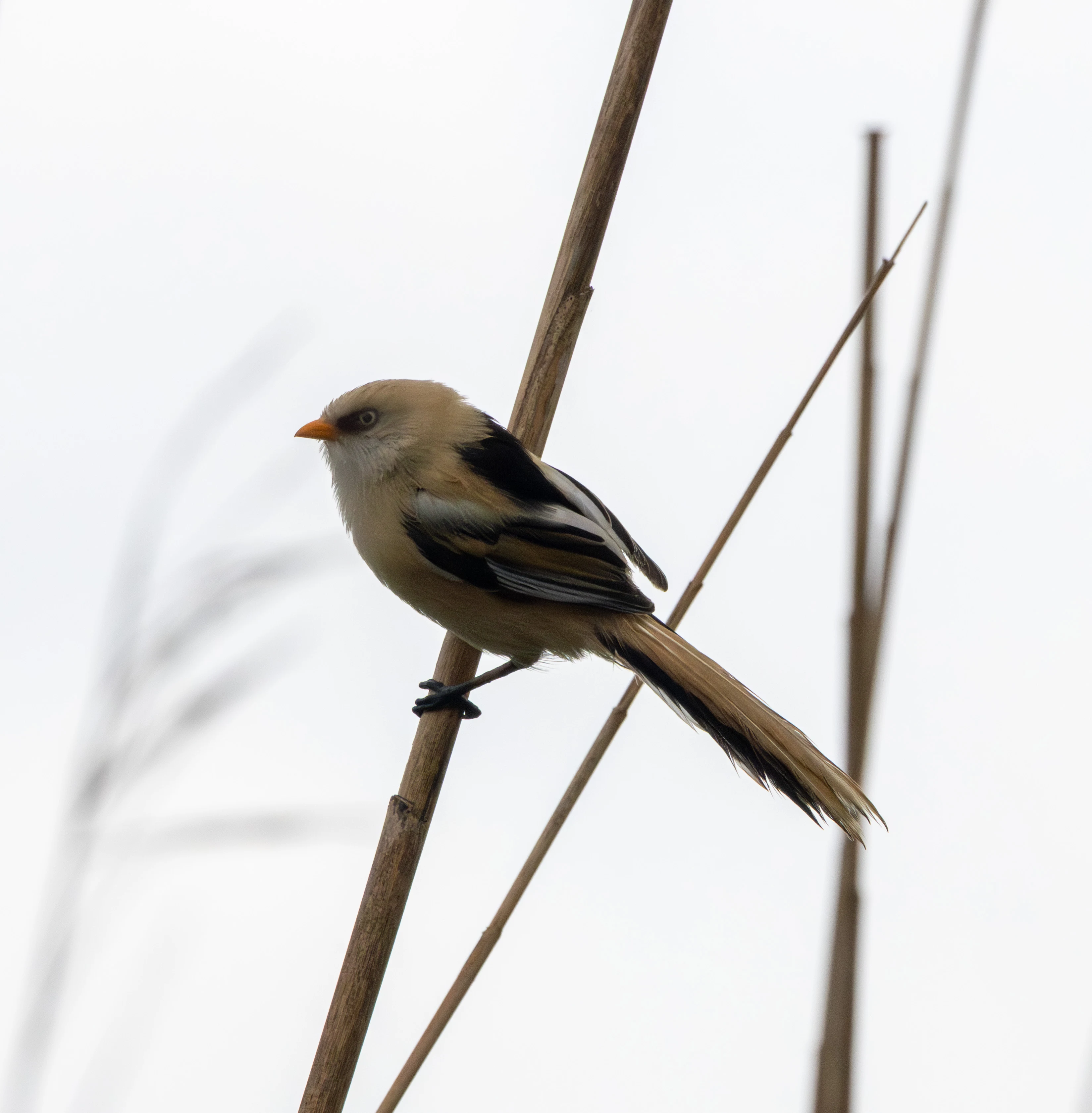 Bearded Reedling, Danube Delta, Romania — photo by Adam Prugel-Bennett
