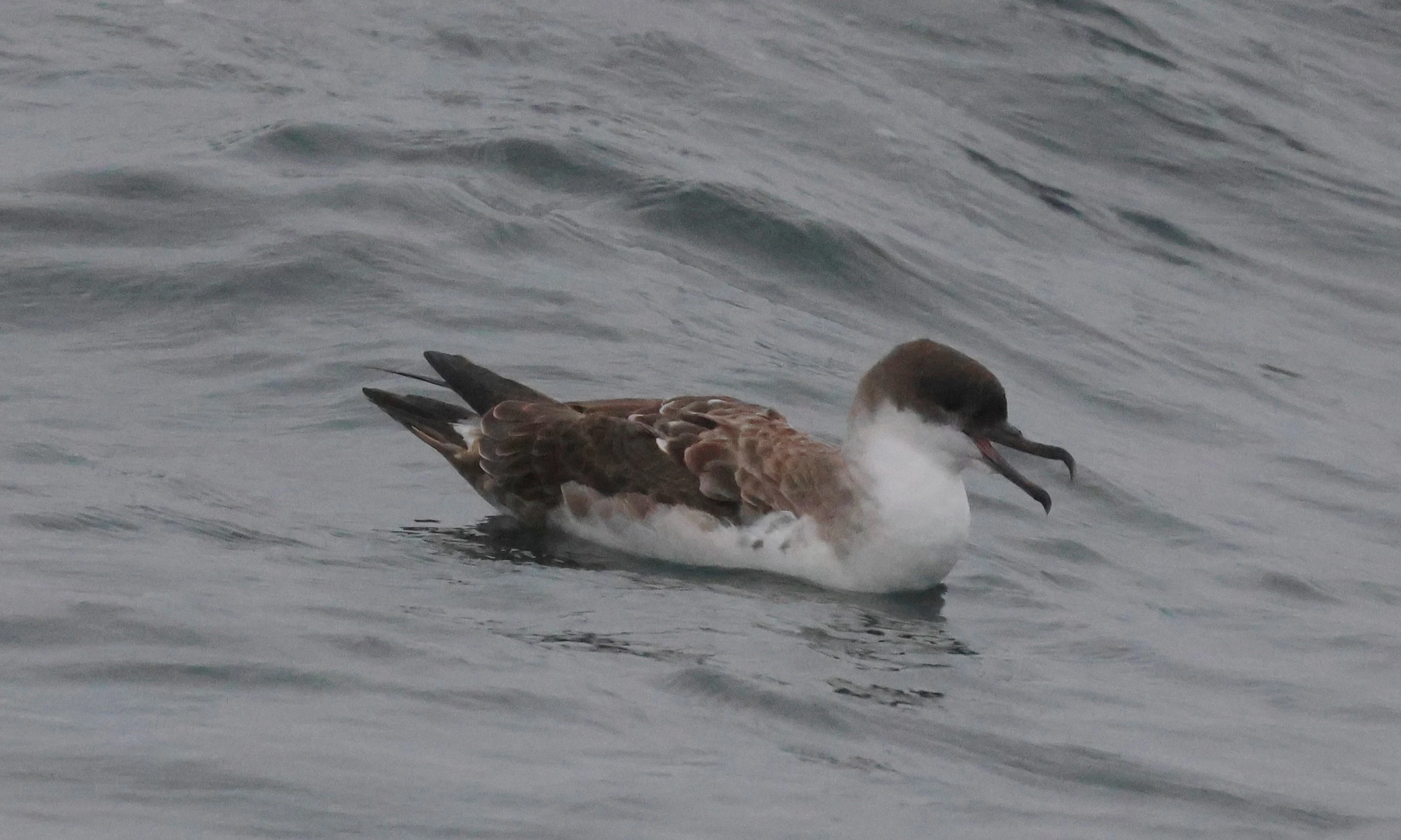 Great shearwater, Falmouth, Cornwal, UK — photo by Adam Prugel-Bennett