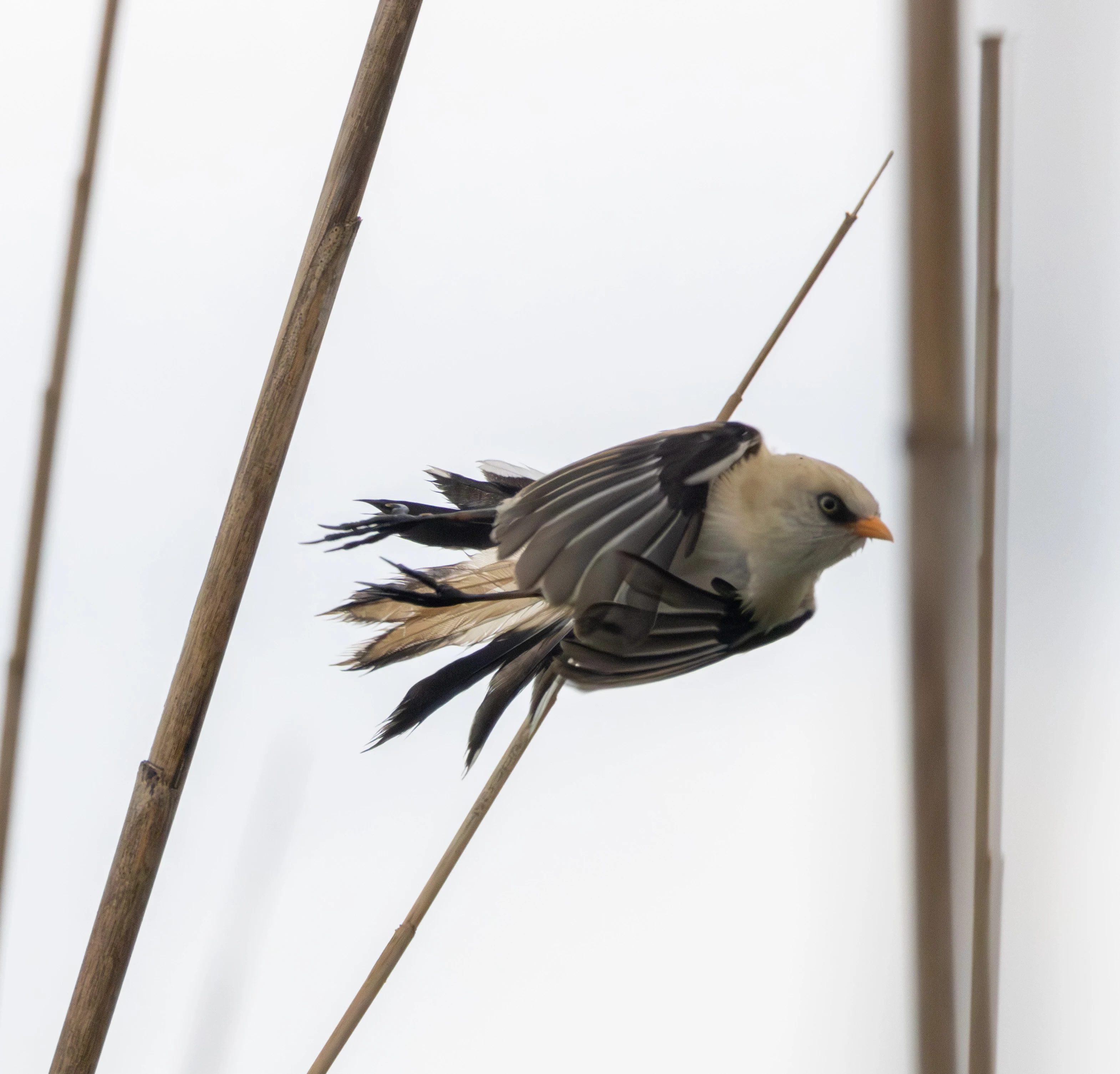 Bearded Reedling (Bearded Tit) clinging to reed, Danube Delta, Romania — photo by Adam Prugel-Bennett