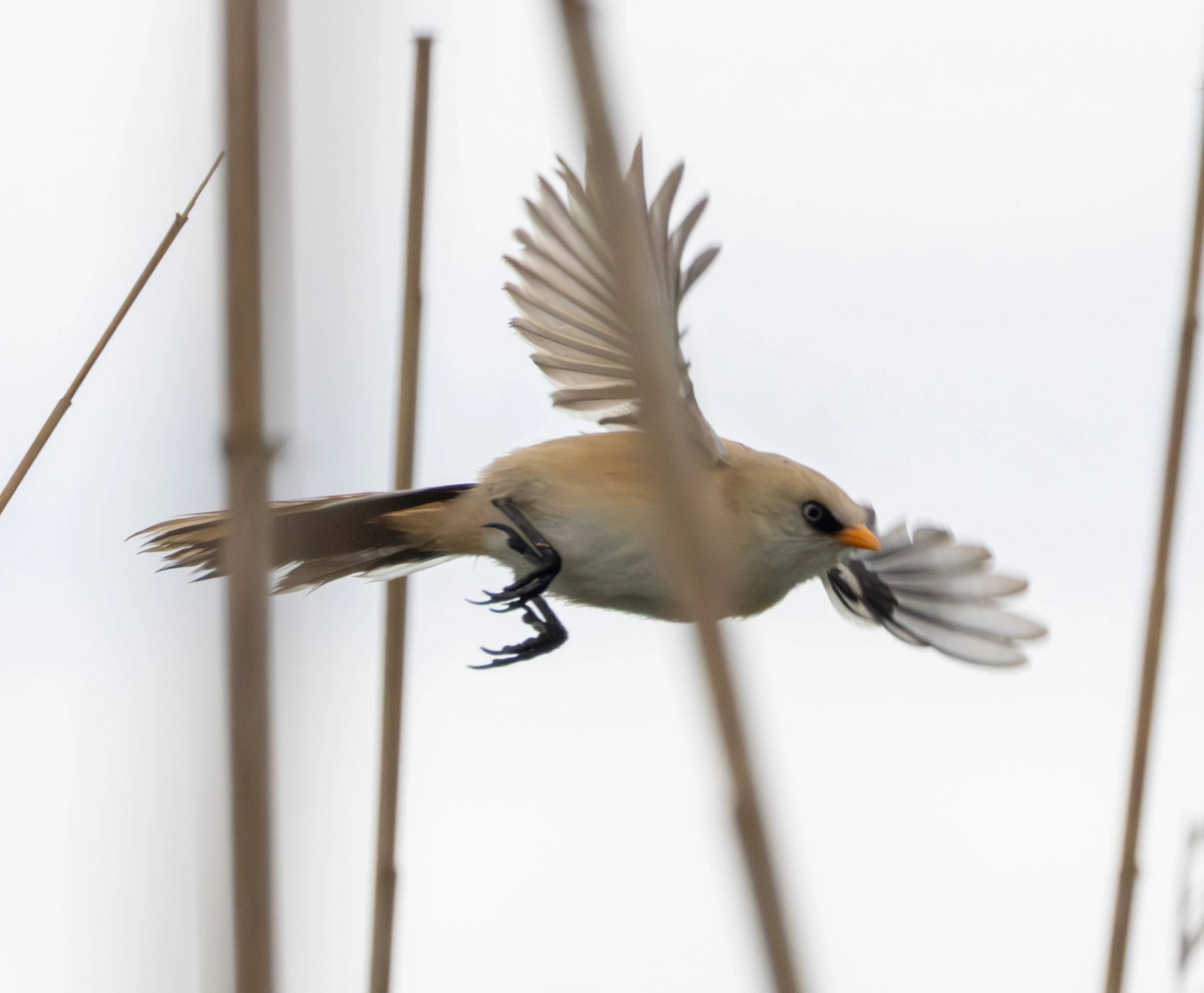 Bearded Reedling in flight, Danube Delta, Romania — photo by Adam Prugel-Bennett