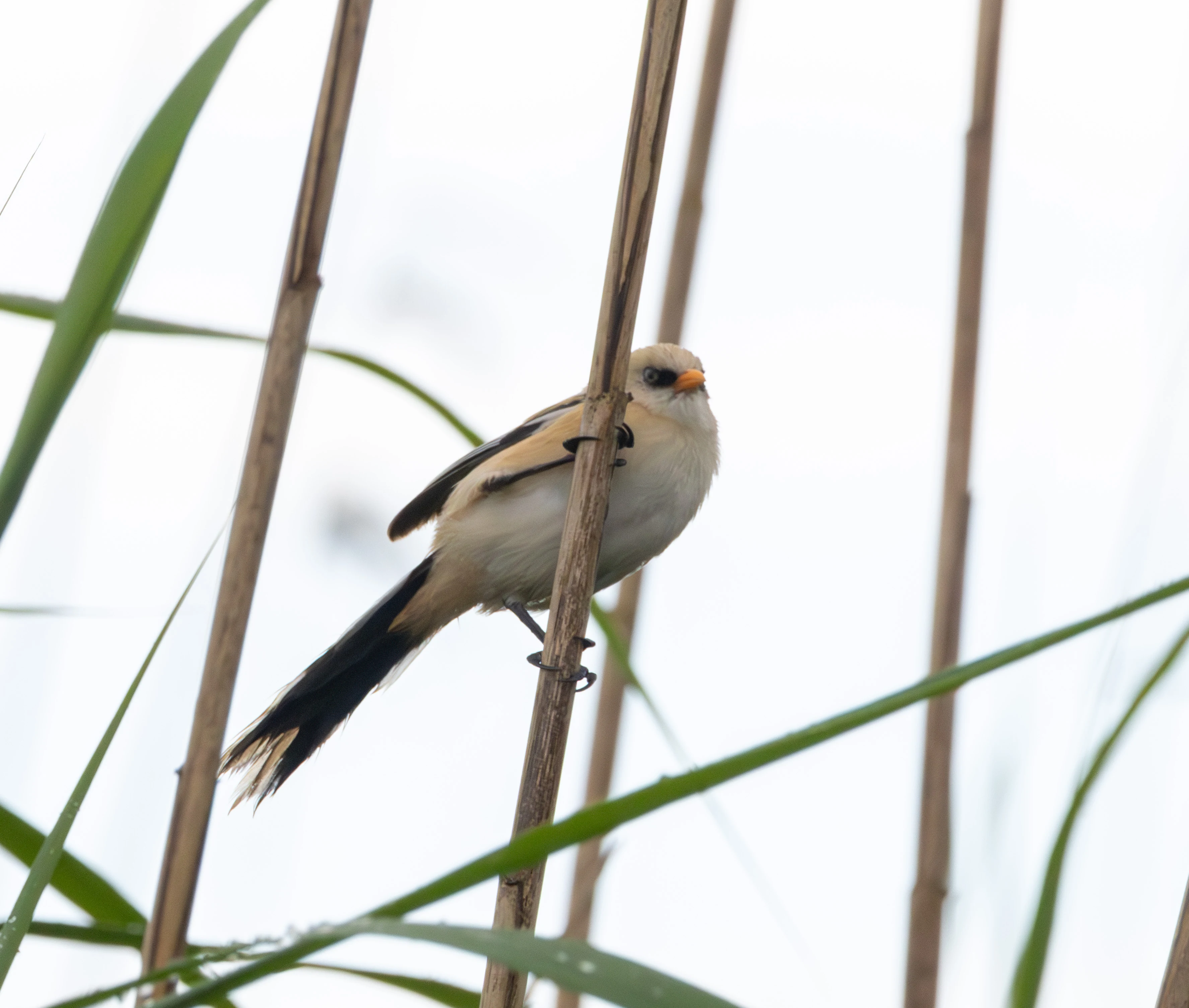Bearded Reedling, Danube Delta, Romania — photo by Adam Prugel-Bennett