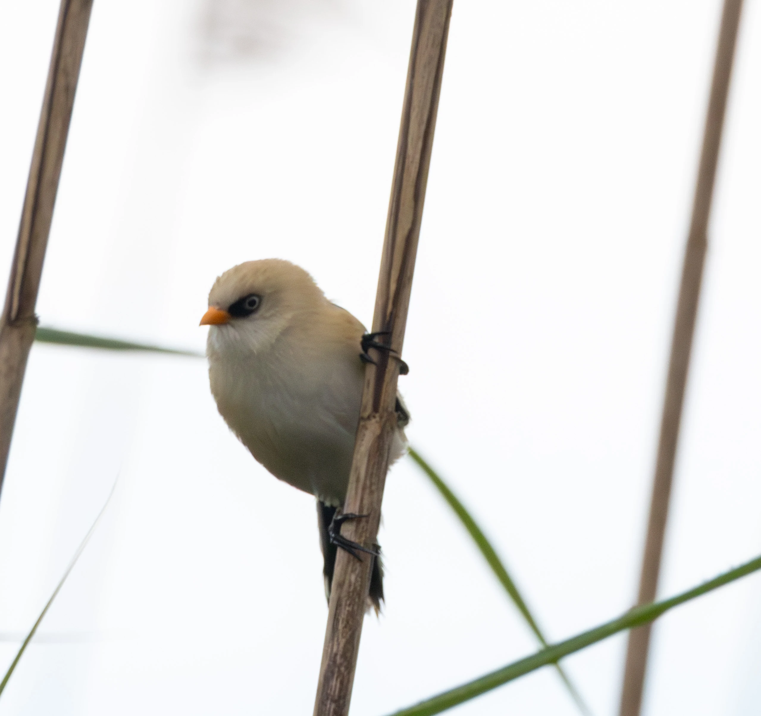Bearded Reedling, Danube Delta, Romania — photo by Adam Prugel-Bennett