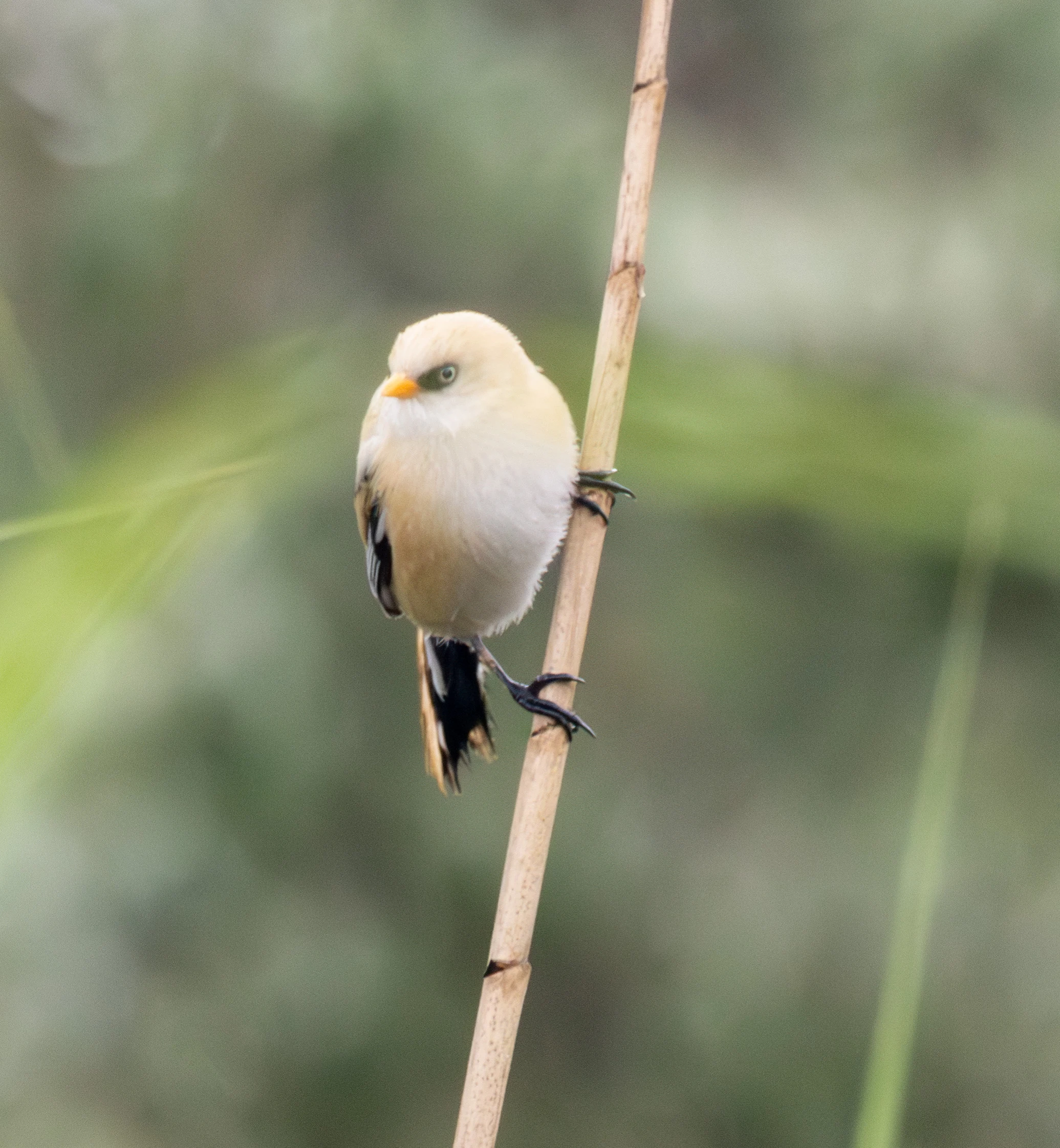 Bearded Reedling, Danube Delta, Romania — photo by Adam Prugel-Bennett