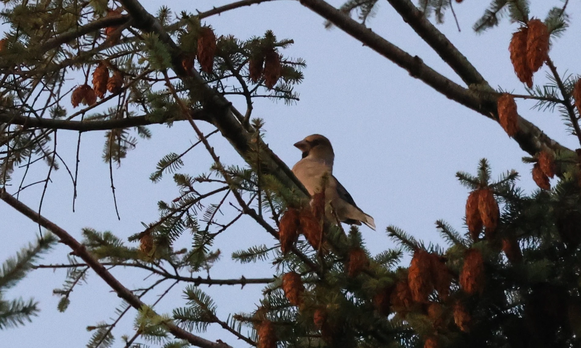 Hawfinch, Acres Down, Minstead, New Forest, UK — photo by Adam Prugel-Bennett