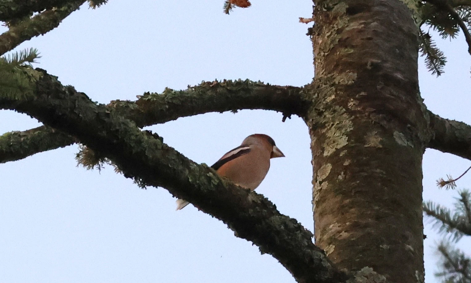 Hawfinch, Acres Down, Minstead, New Forest, UK — photo by Adam Prugel-Bennett