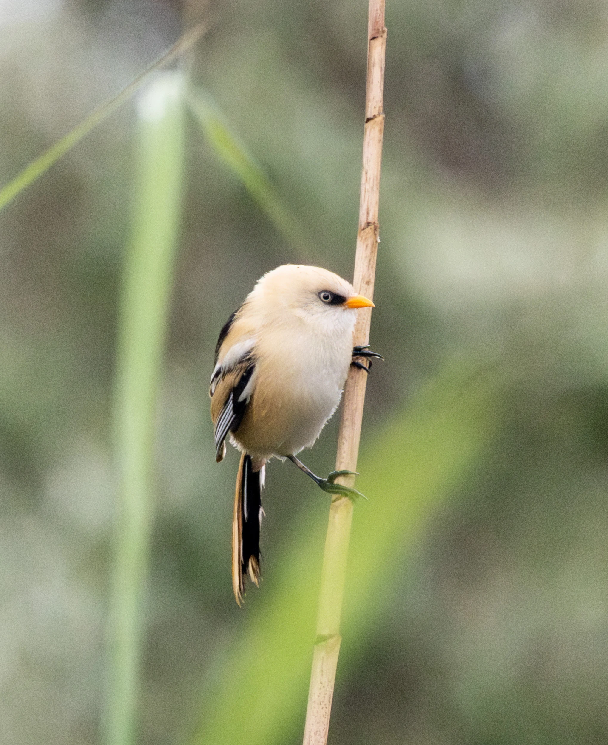 Bearded Reedling, Danube Delta, Romania — photo by Adam Prugel-Bennett