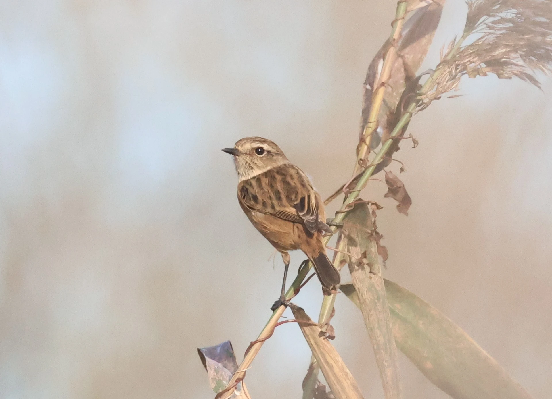 Winchat, Lower Test, Totton, New Forest, UK — photo by Adam Prugel-Bennett