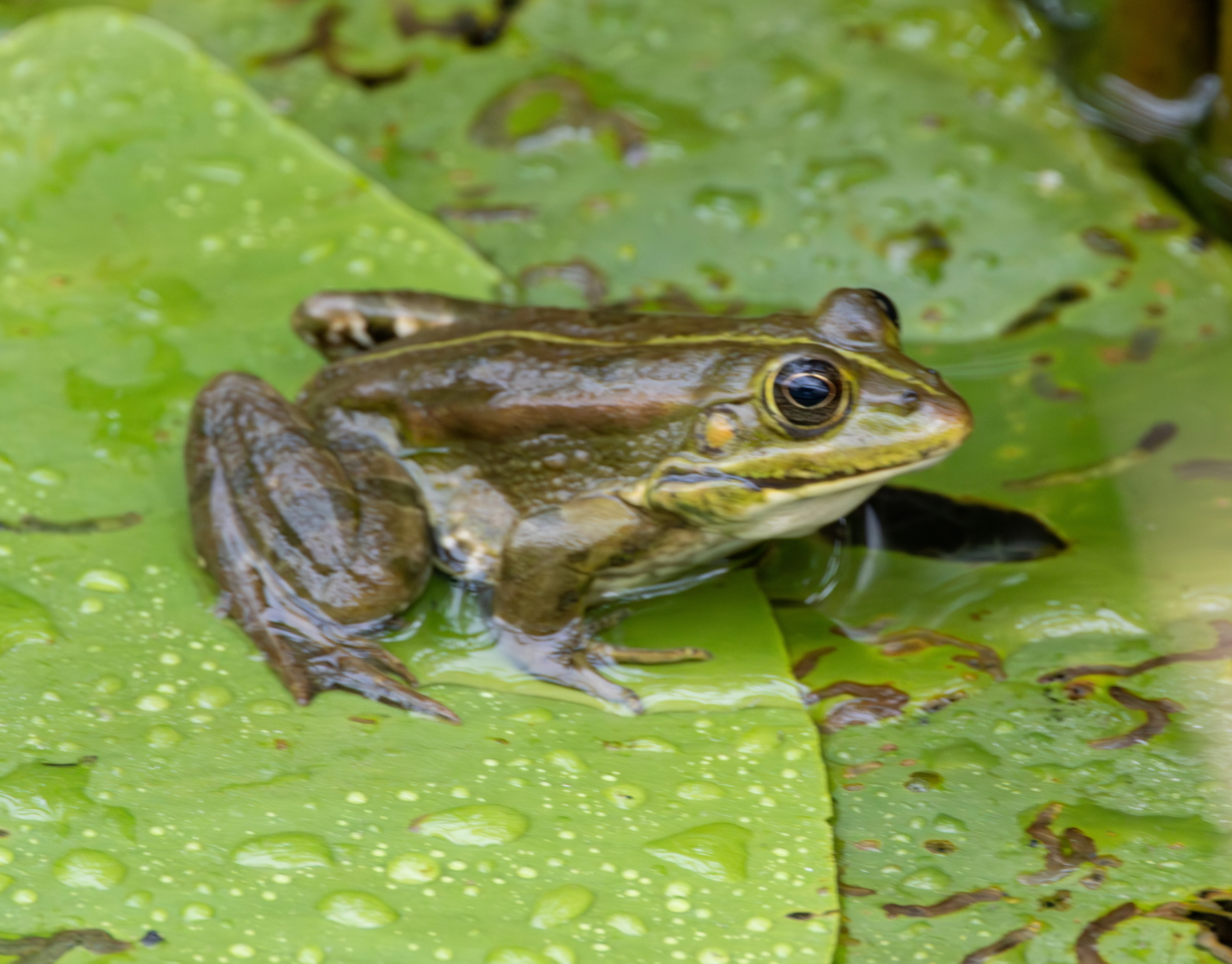 Green Frog, Danube Delta, Romania — photo by Adam Prugel-Bennett