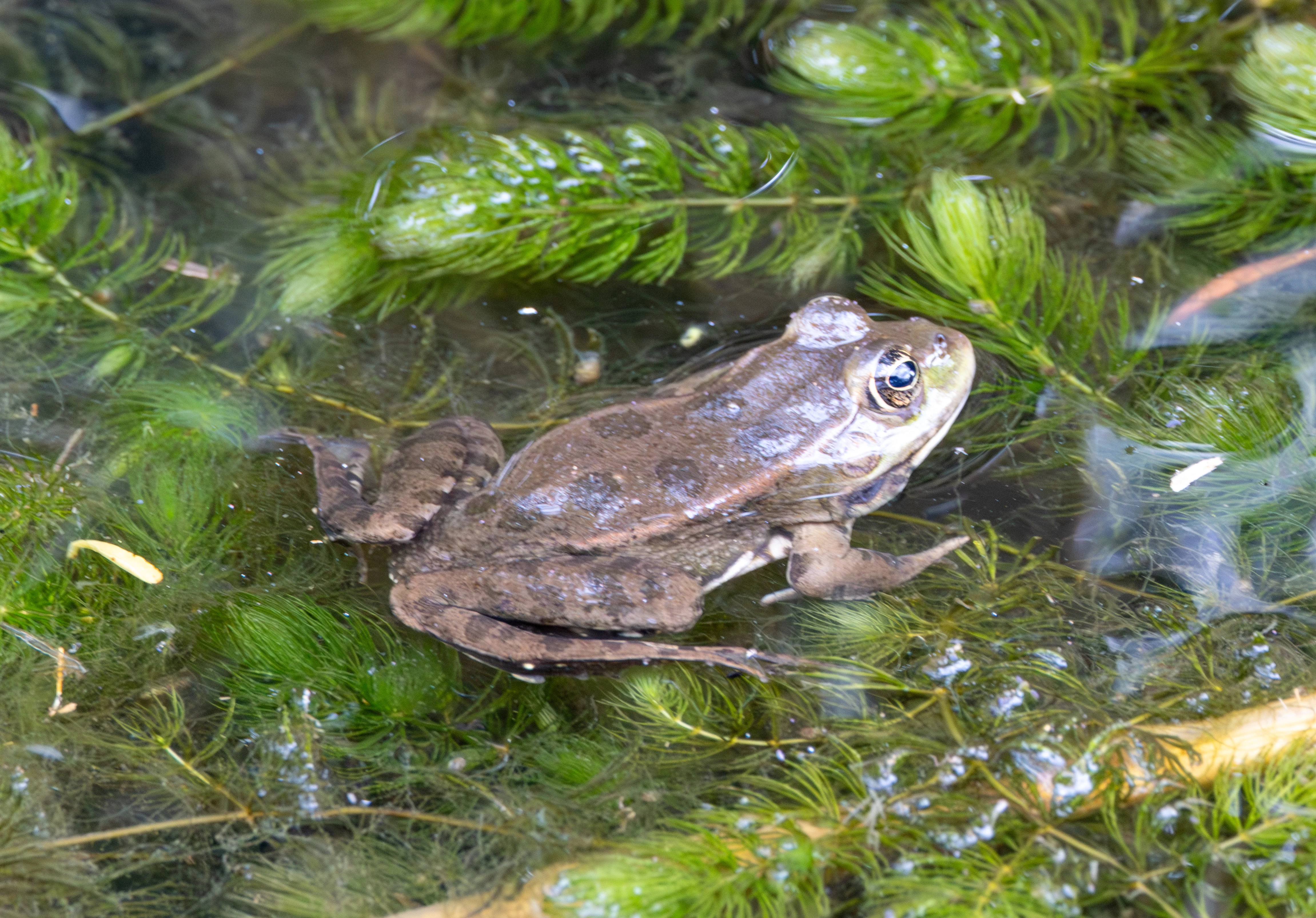 Common Frog, Danube Delta, Romania — photo by Adam Prugel-Bennett