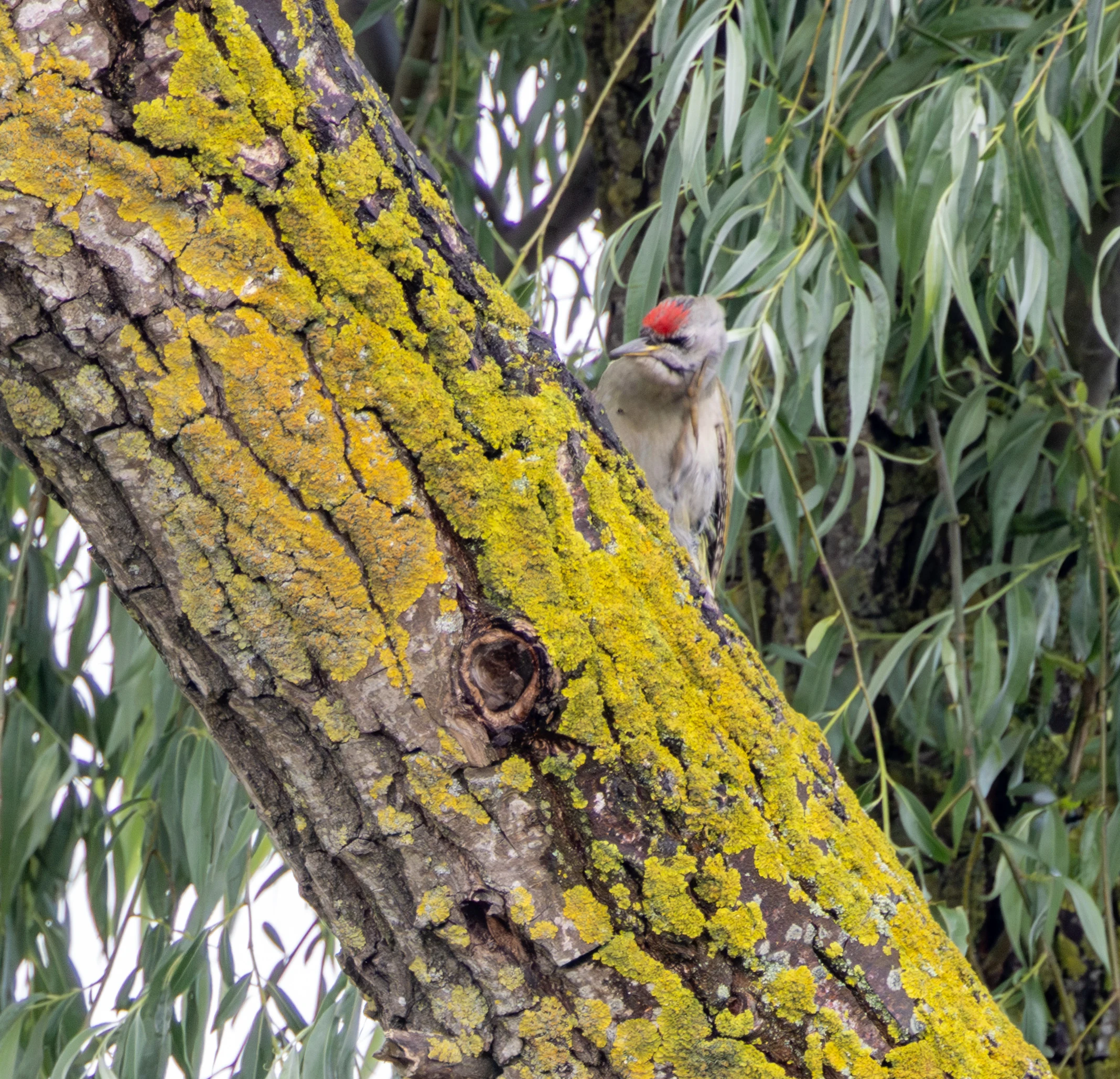 Grey-headed Woodpecker, Danube Delta, Romania — photo by Adam Prugel-Bennett