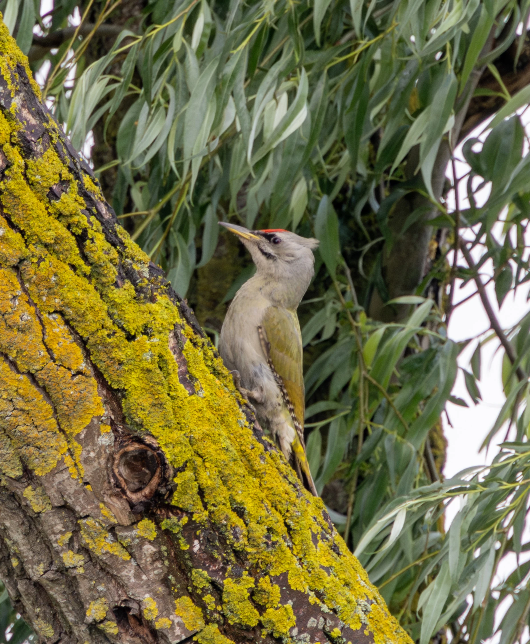 Grey-headed Woodpecker, Danube Delta, Romania — photo by Adam Prugel-Bennett
