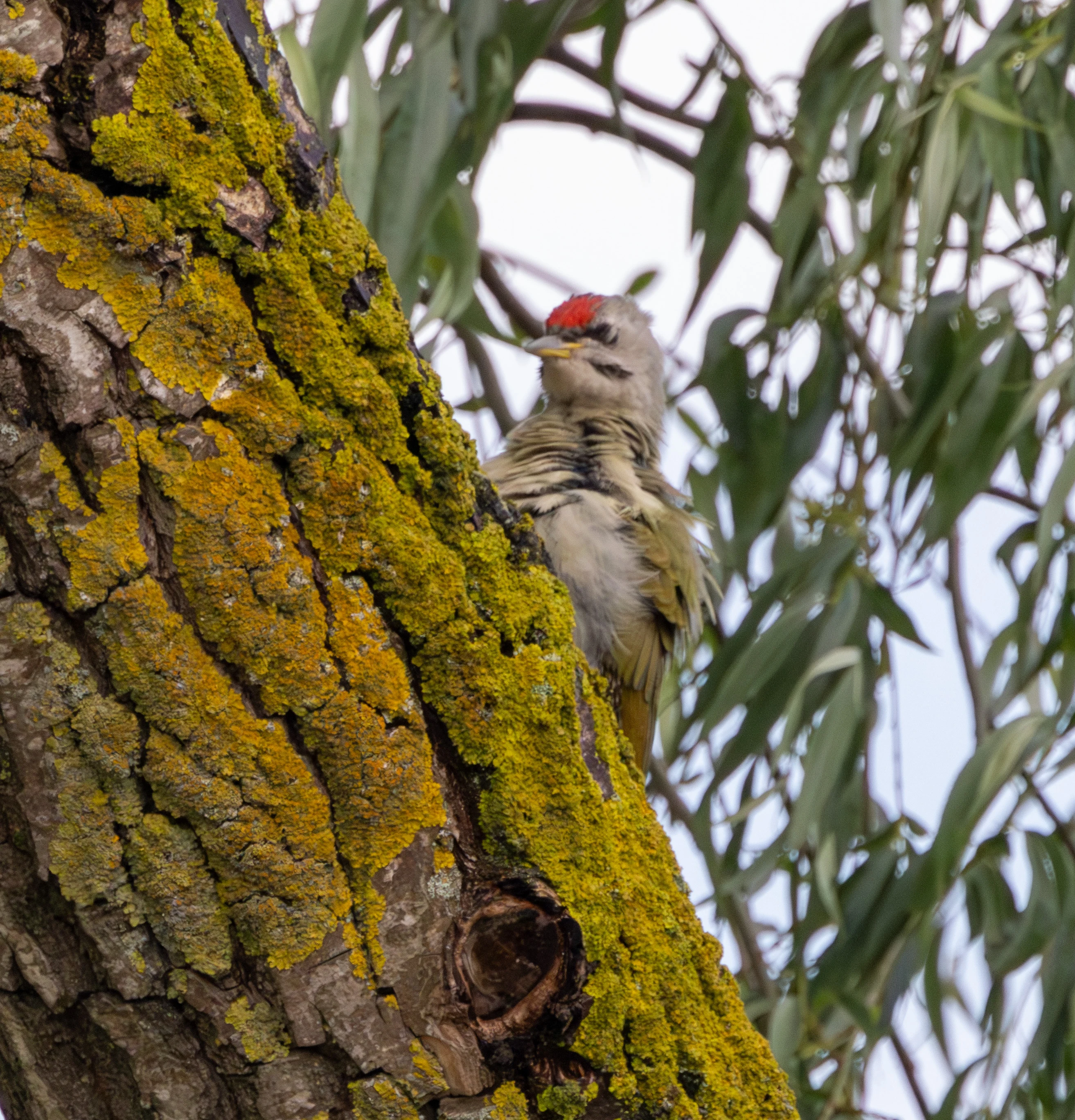 Grey-headed Woodpecker, Danube Delta, Romania — photo by Adam Prugel-Bennett
