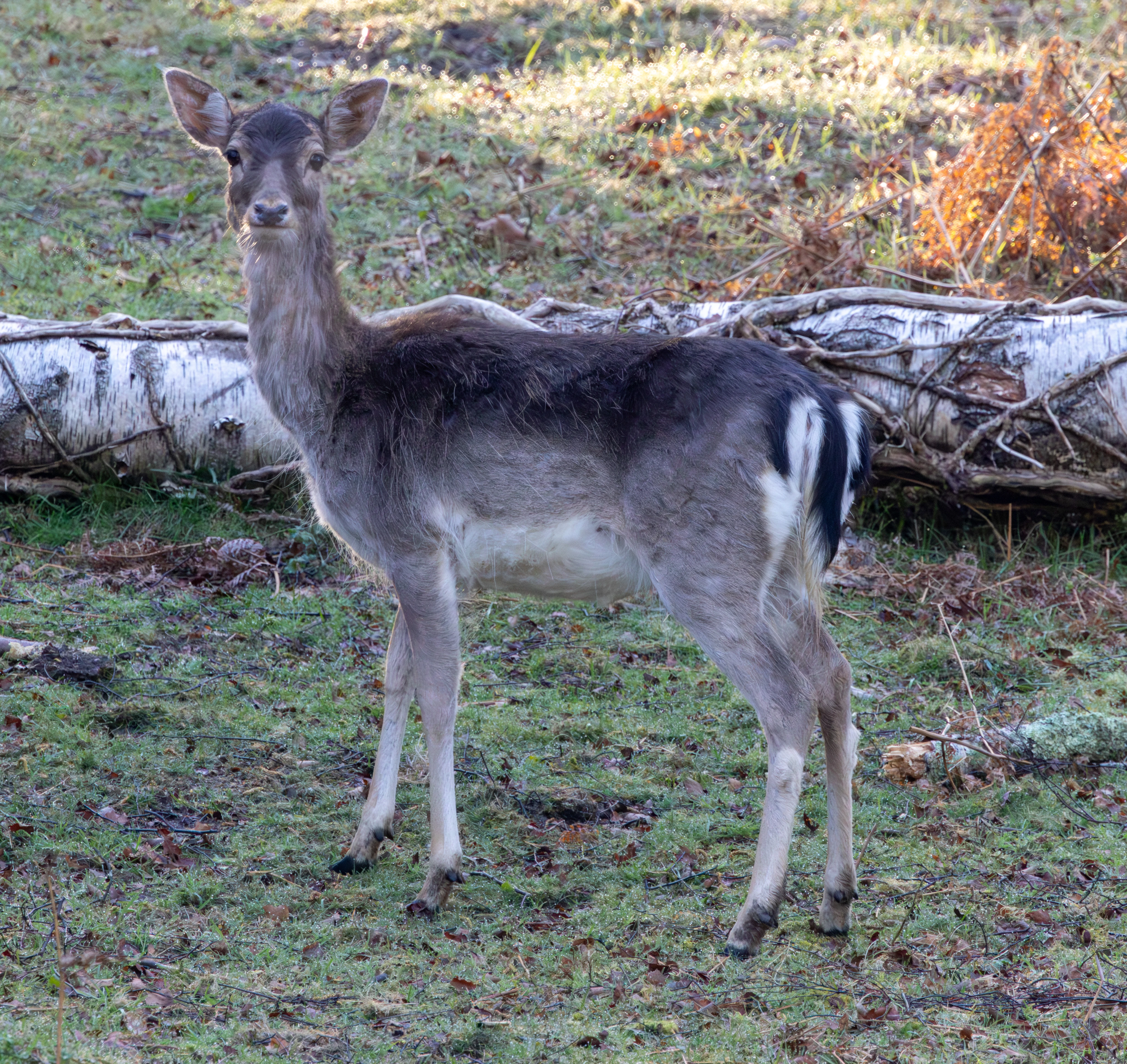 Fallow Deer, Pig Bush, Hampshire, UK — photo by Adam Prugel-Bennett