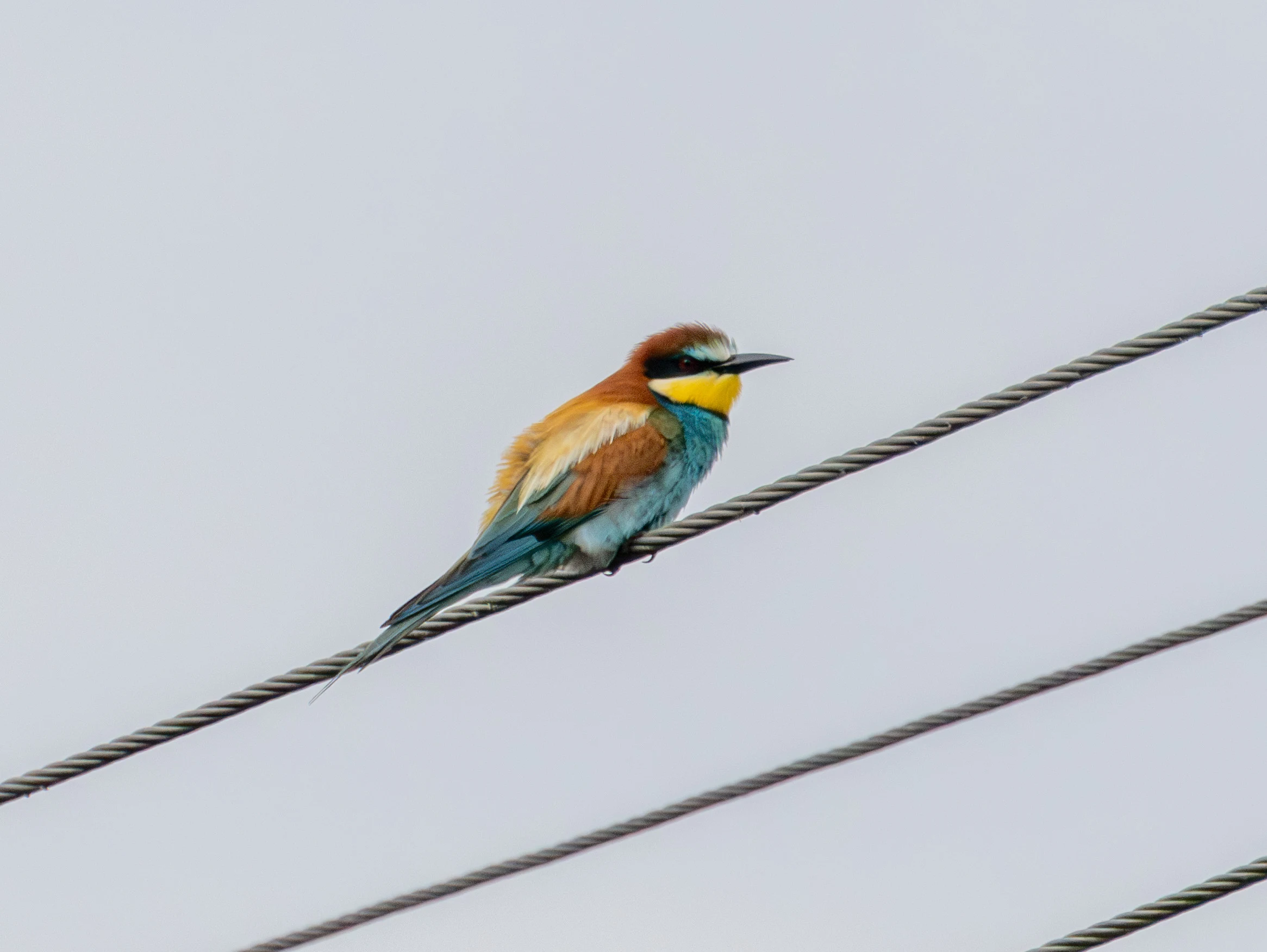European Bee-eater, Danube Delta, Romania — photo by Adam Prugel-Bennett