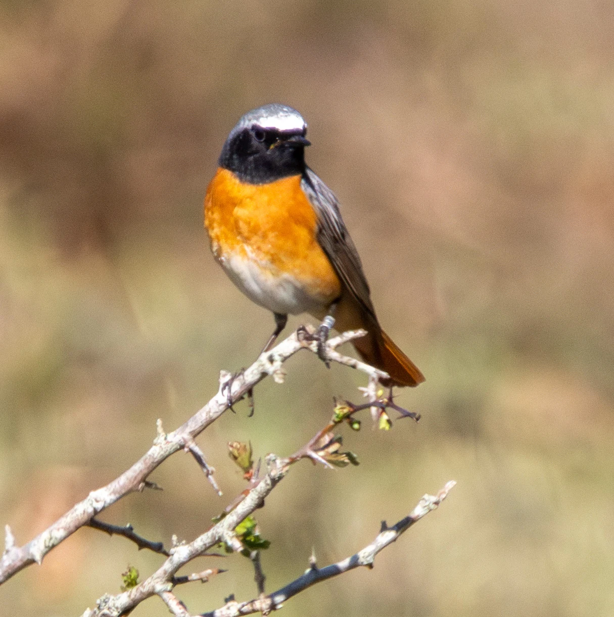 Common Redstart, Pig Bush, Hampshire, UK — photo by Adam Prugel-Bennett