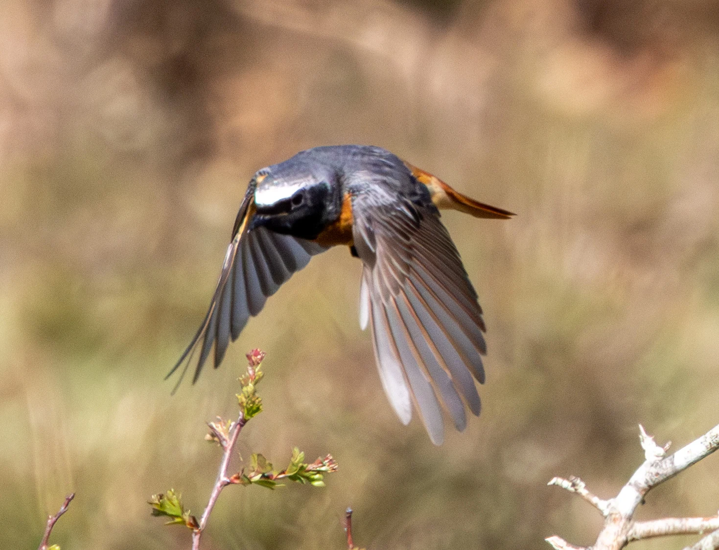 Common Redstart, Pig Bush, Hampshire, UK — photo by Adam Prugel-Bennett