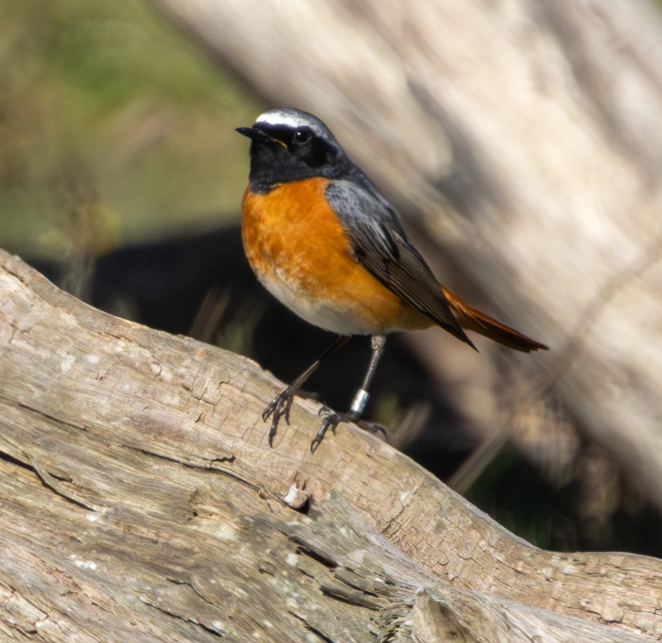 Common Redstart, Pig Bush, Hampshire, UK — photo by Adam Prugel-Bennett