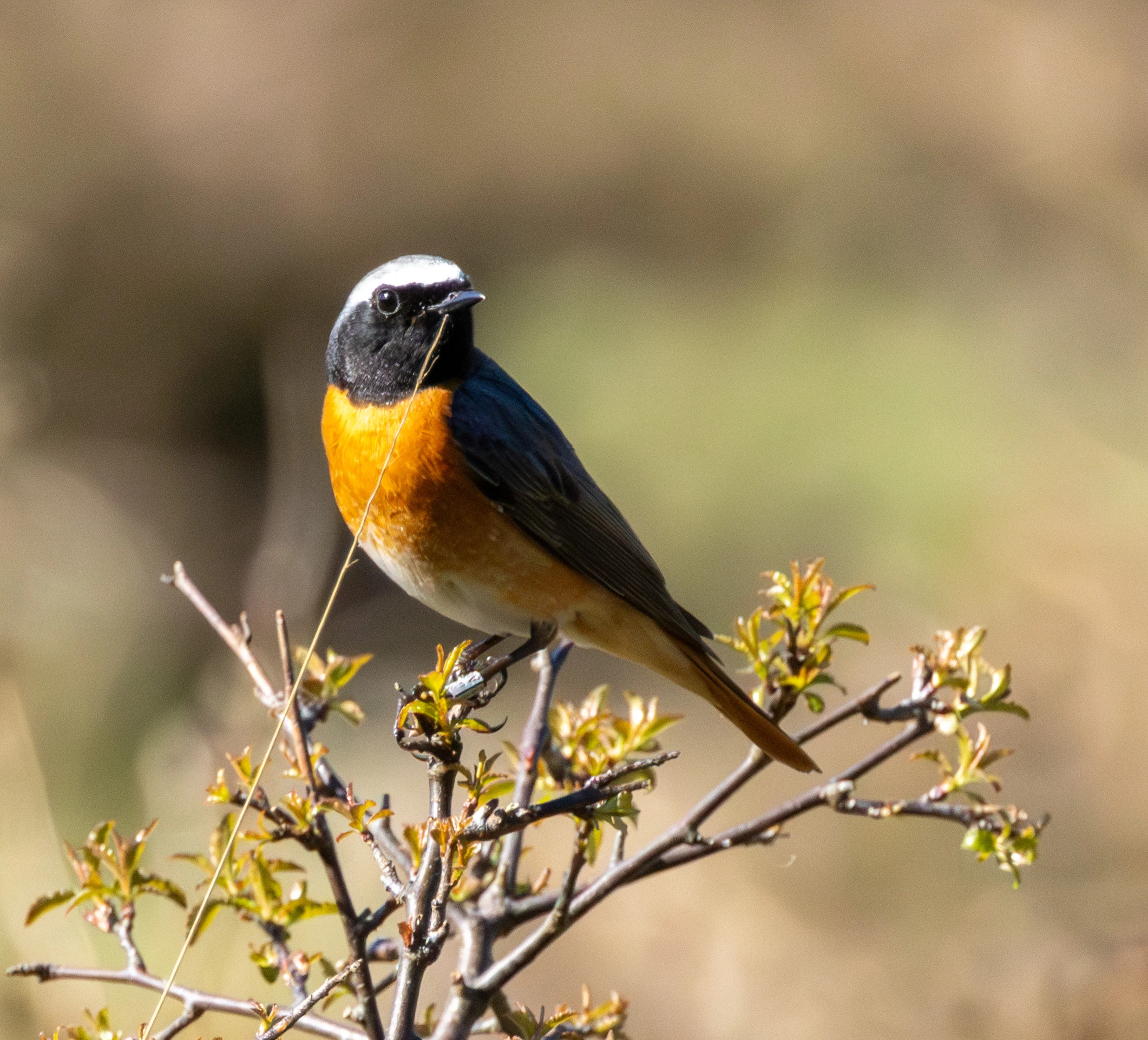 Common Redstart, Pig Bush, Hampshire, UK — photo by Adam Prugel-Bennett