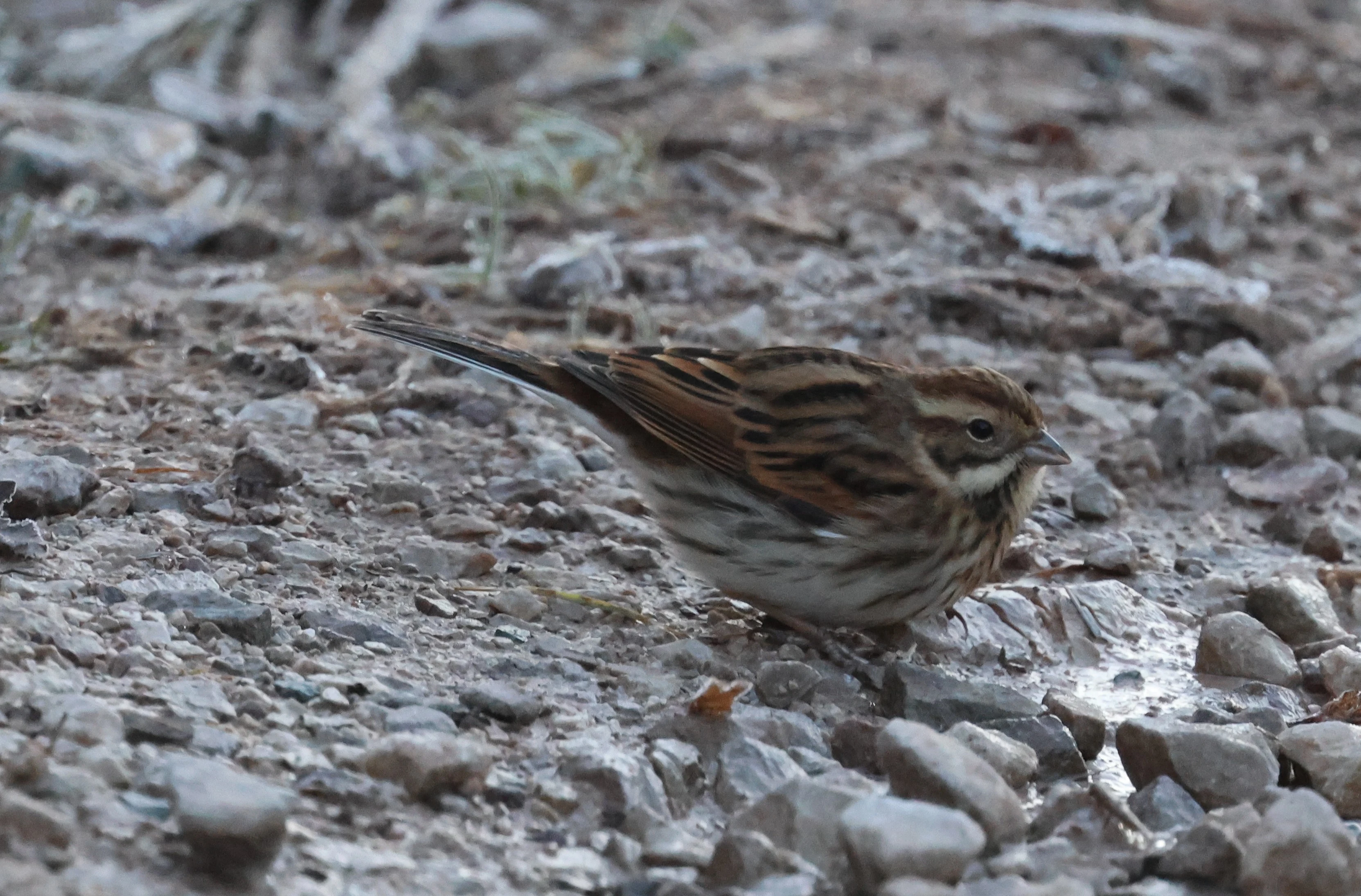 Female Reed Bunting, Leighton Moss, Lancashire, UK — photo by Adam Prugel-Bennett