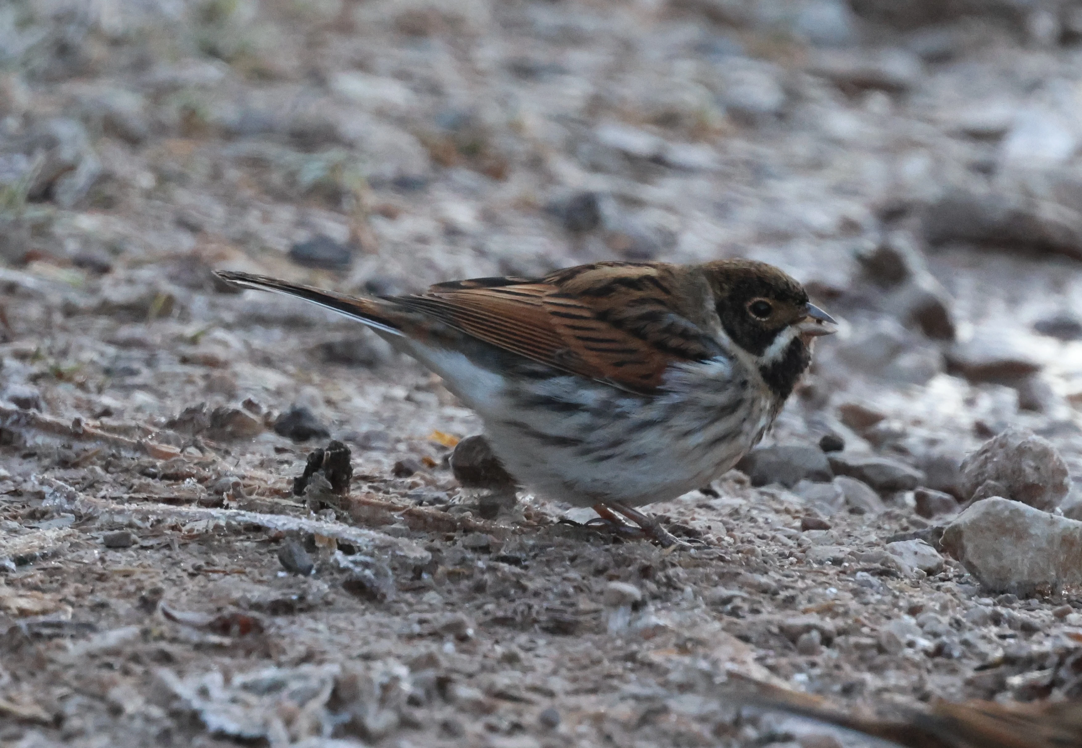 Male Reed Bunting, Leighton Moss, Lancashire, UK — photo by Adam Prugel-Bennett