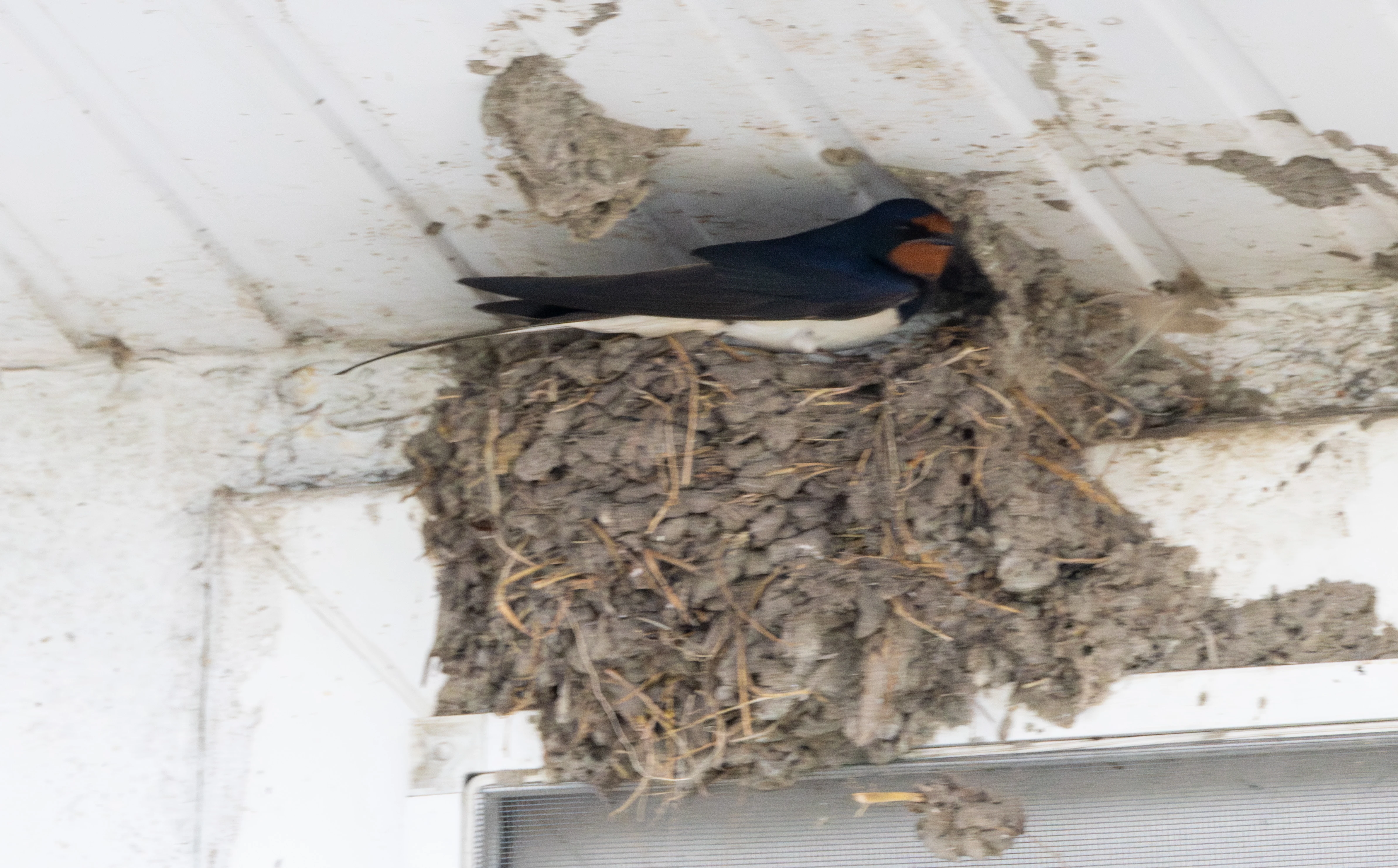Barn Swallow on mud nest, Danube Delta, Romania — photo by Adam Prugel-Bennett