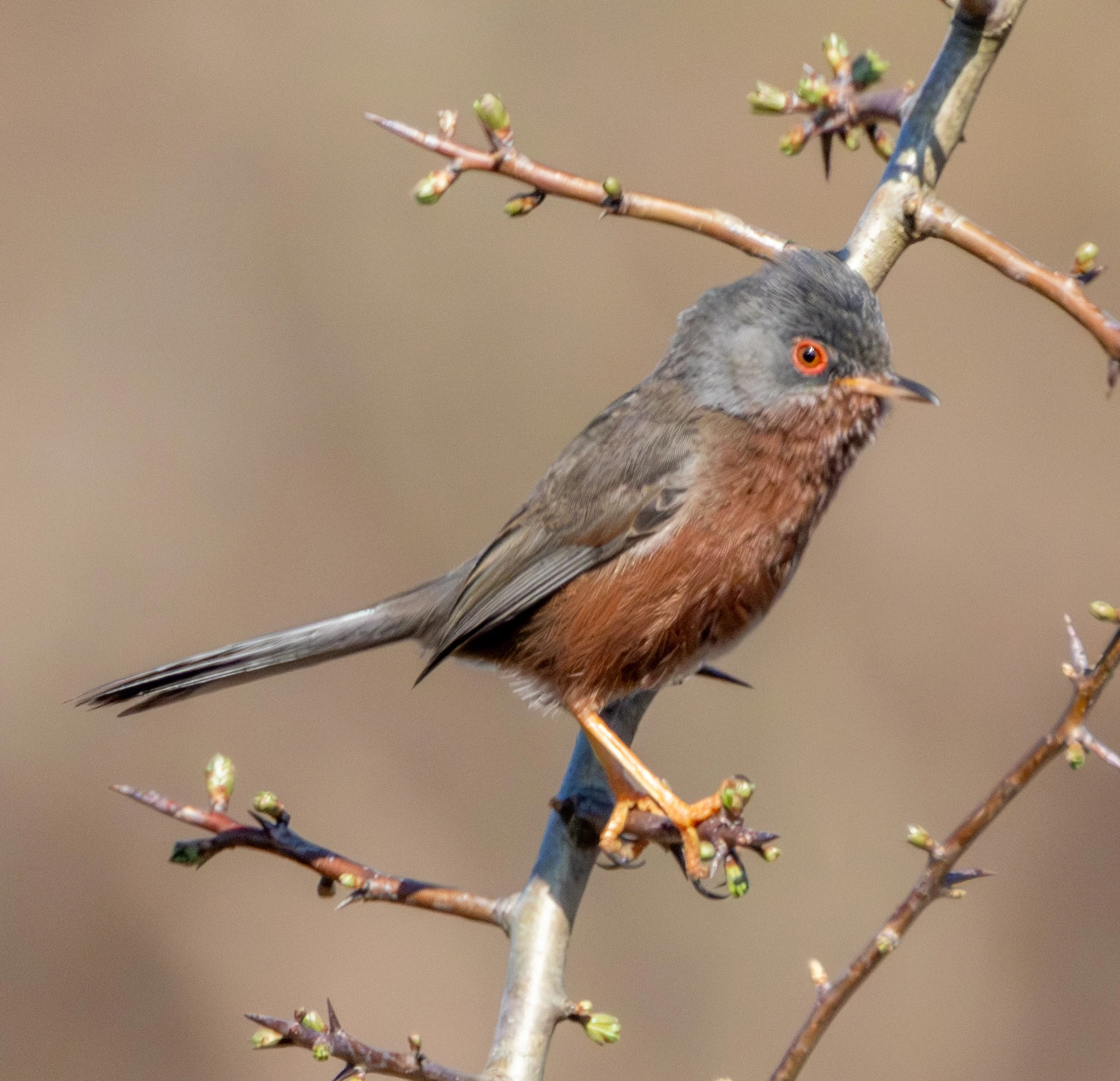 Dartford Warbler, Pig Bush, Hampshire, UK — photo by Adam Prugel-Bennett