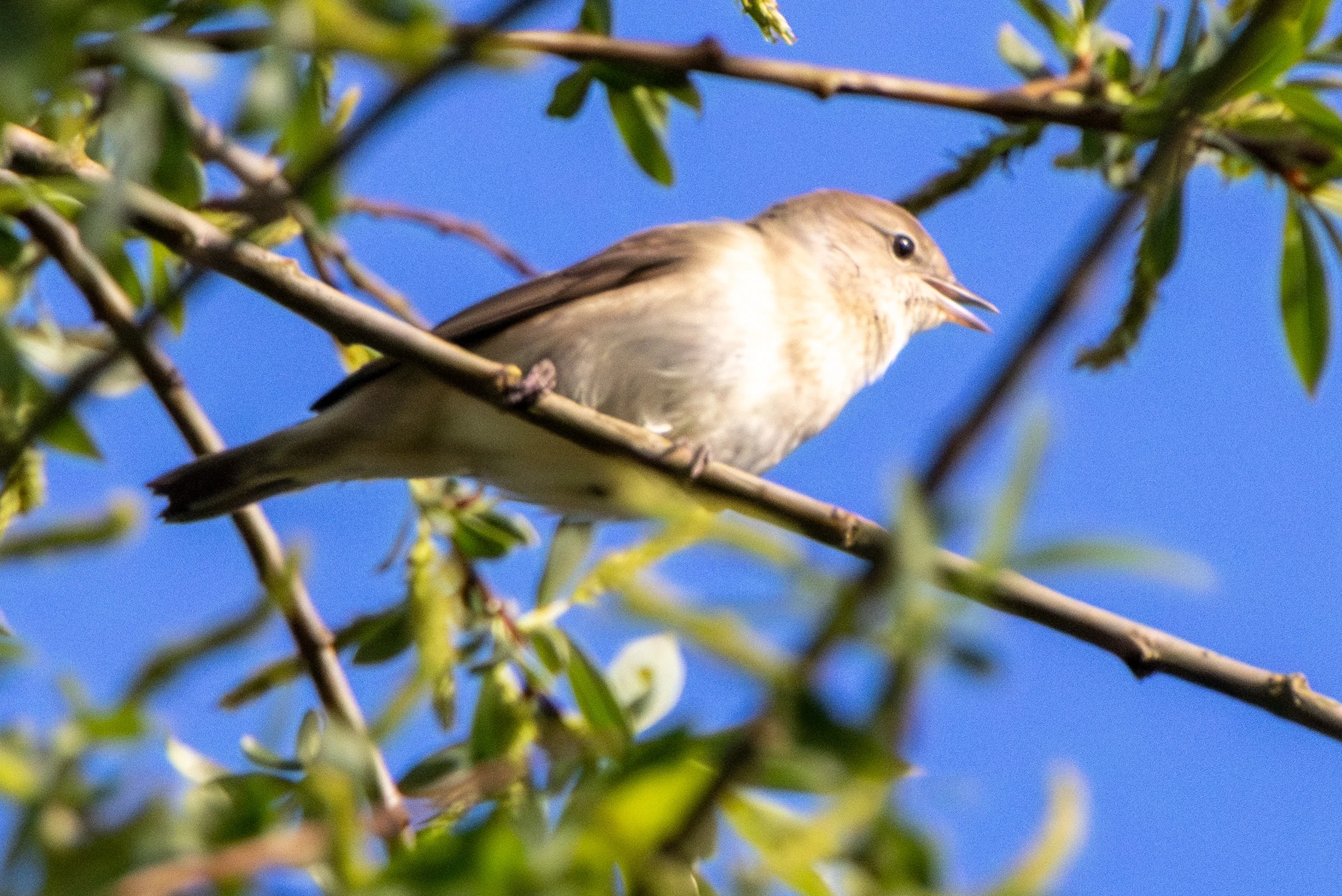 Garden Warbler, Fishlake Meadows, Hampshire, UK — photo by Adam Prugel-Bennett